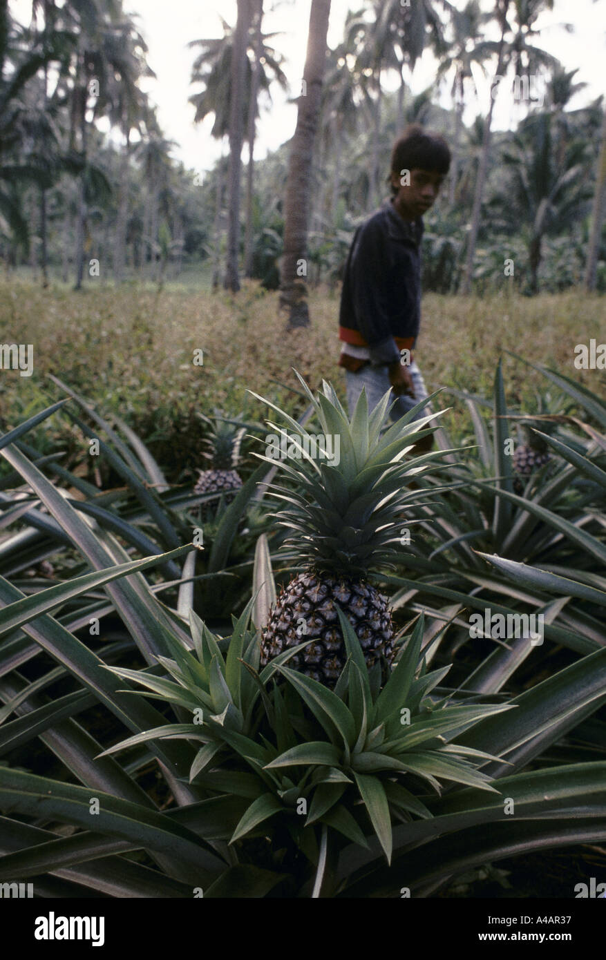 Coconut plantation philippines hires stock photography and images Alamy