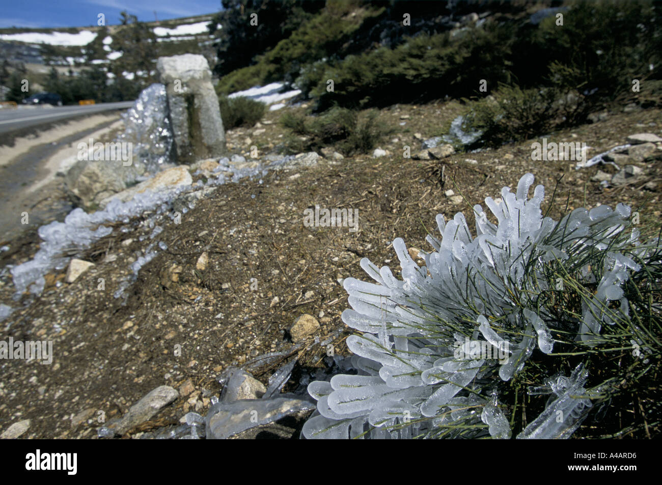 sierra de guadarrama overnight snow frost covering roadside plant melting in the morning sunshine spain Stock Photo