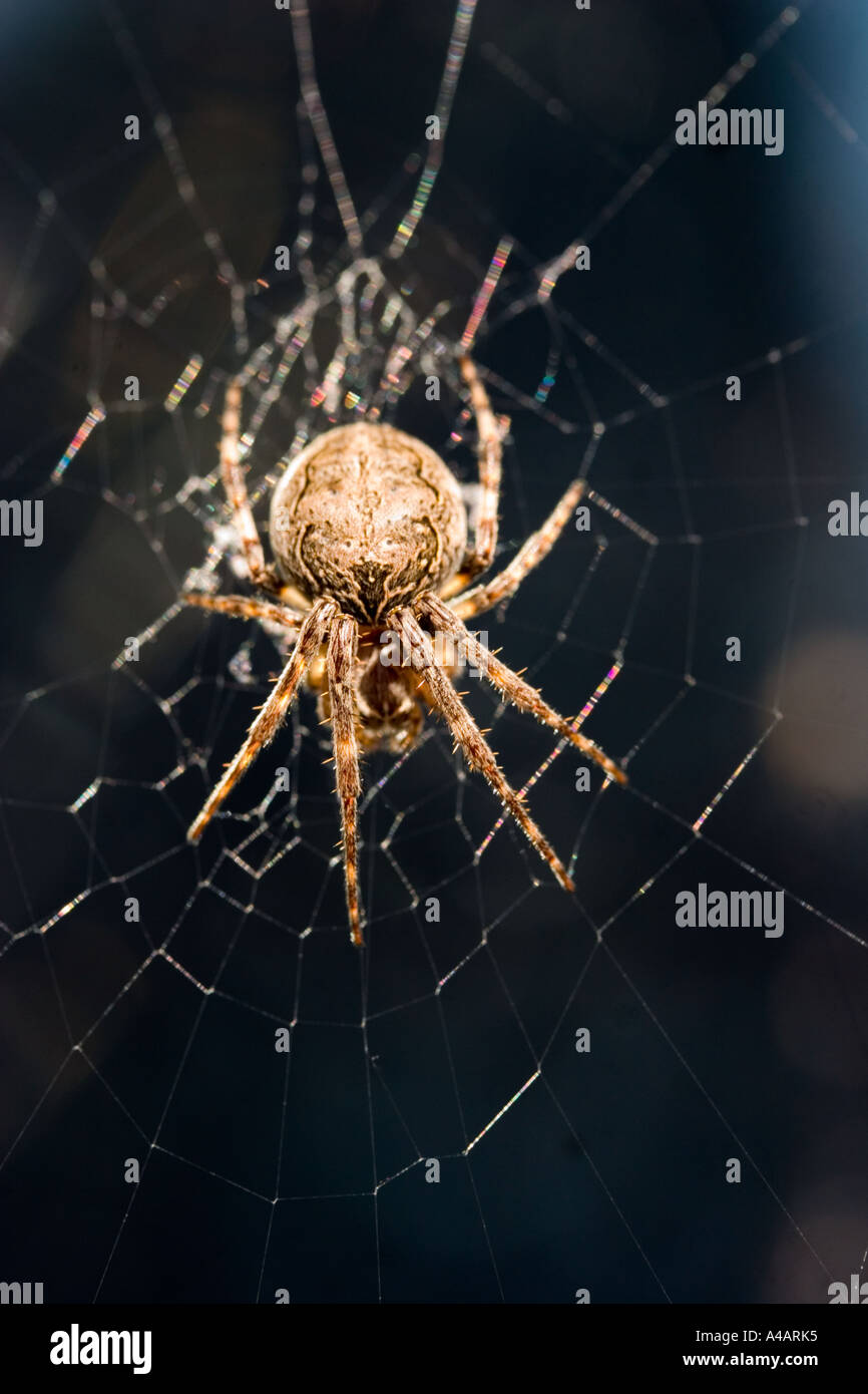 Very Large Barn Spider In It S Web Stock Photo 6280052 Alamy