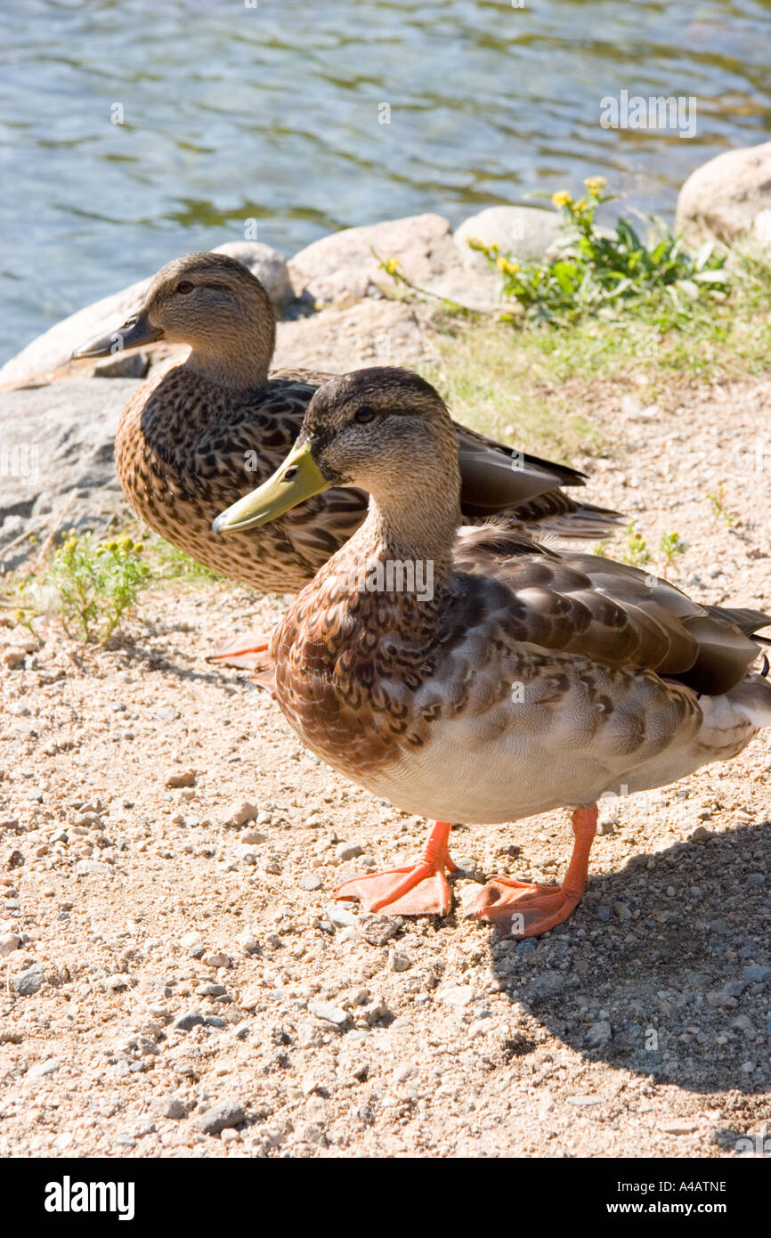 Vetor de Cartoon duck. Baby duck. Duck character. Cute duckling in