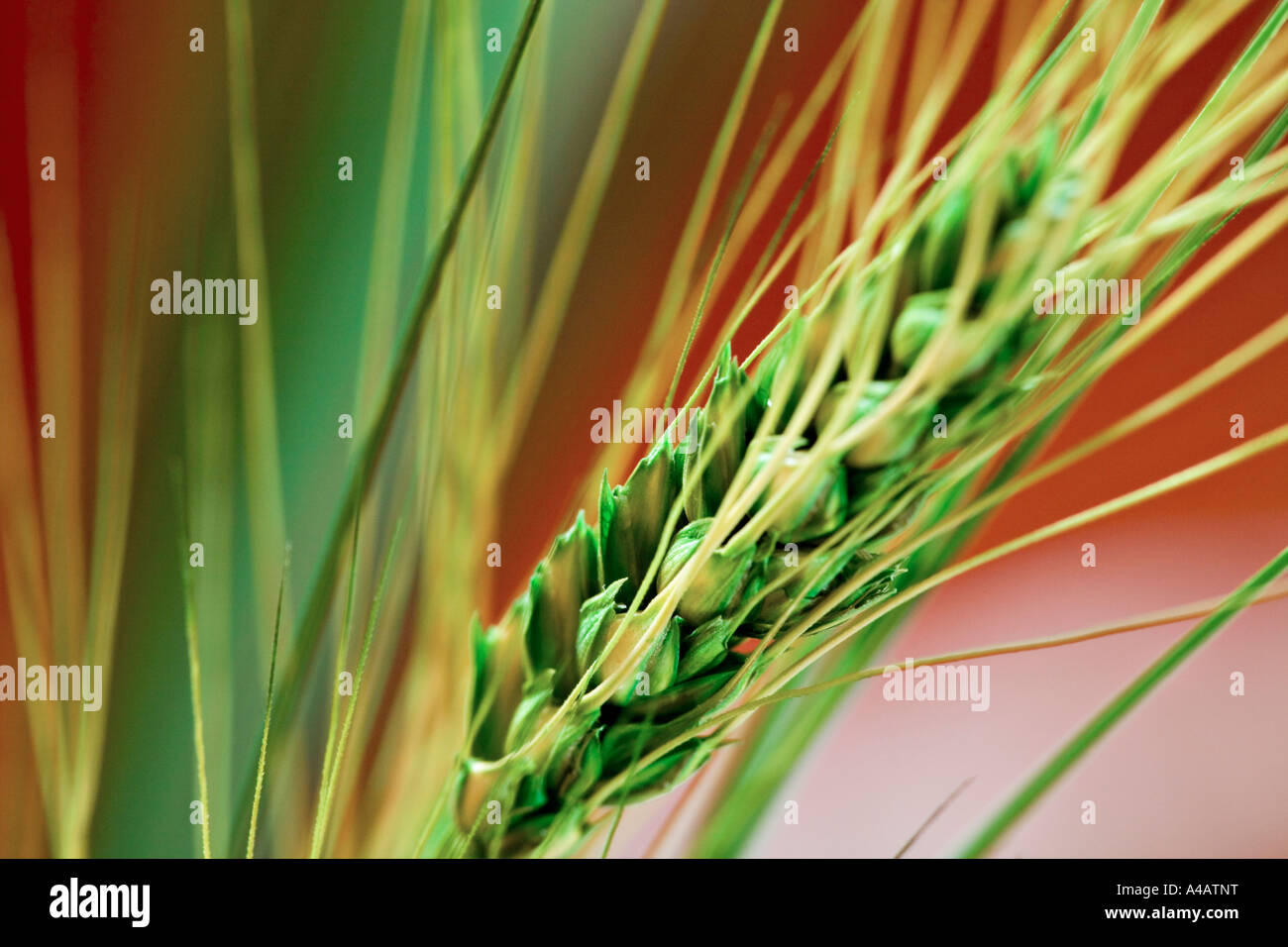 Wheat grains grain hi-res stock photography and images - Alamy