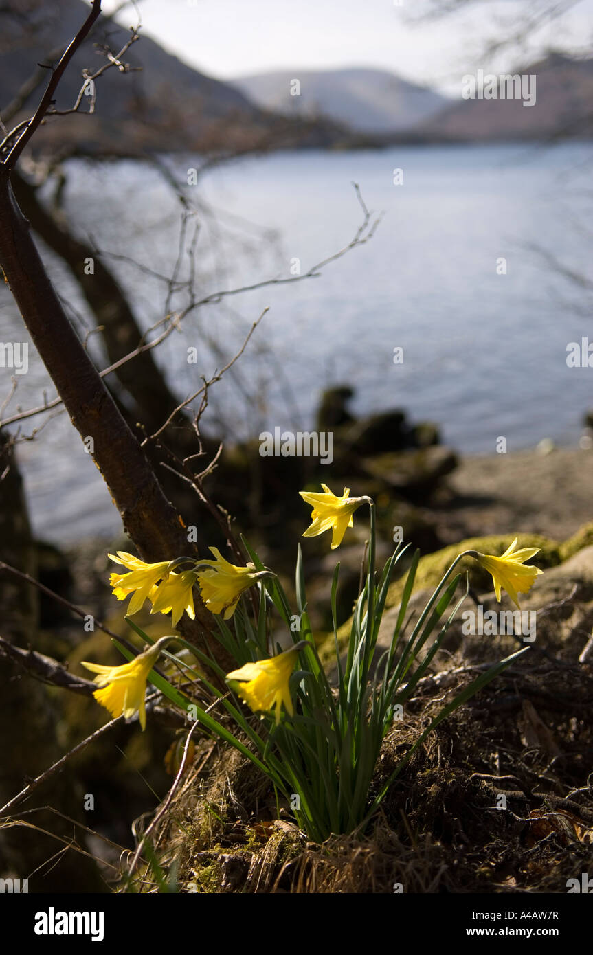 The wild daffodils Narcissus pseudonarcissus that inspired Wordsworths I wandered lonely as a cloud at Gowbarrow on the shores o Stock Photo