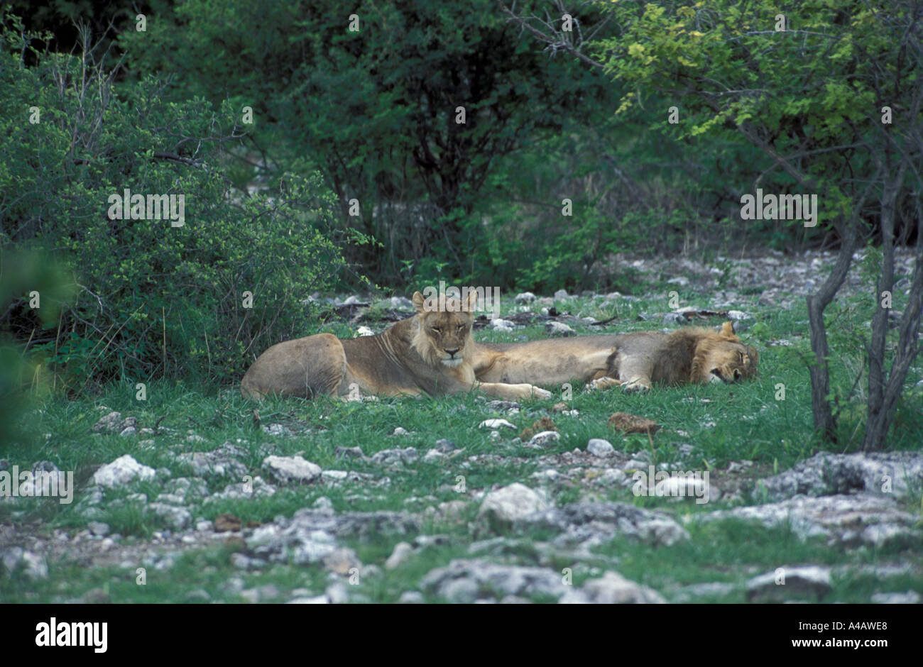 Male lions Panthera leo bedded down one sleeping one head up Eothosha National park Namibia Africa Stock Photo