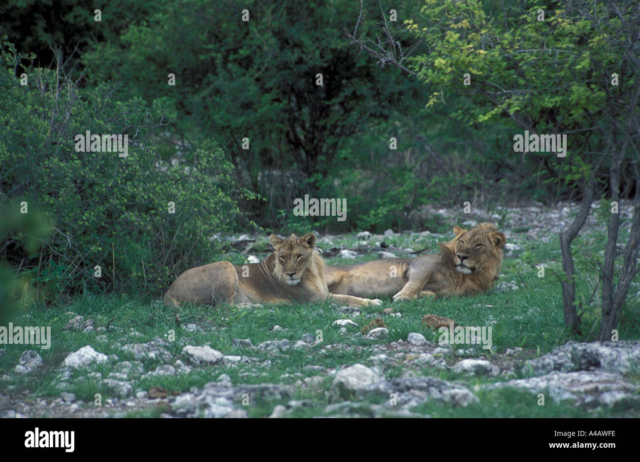 Two male lions Panthera leo laying on ground tree savannah rainy season Etosha National Park Namibia Afriica Stock Photo