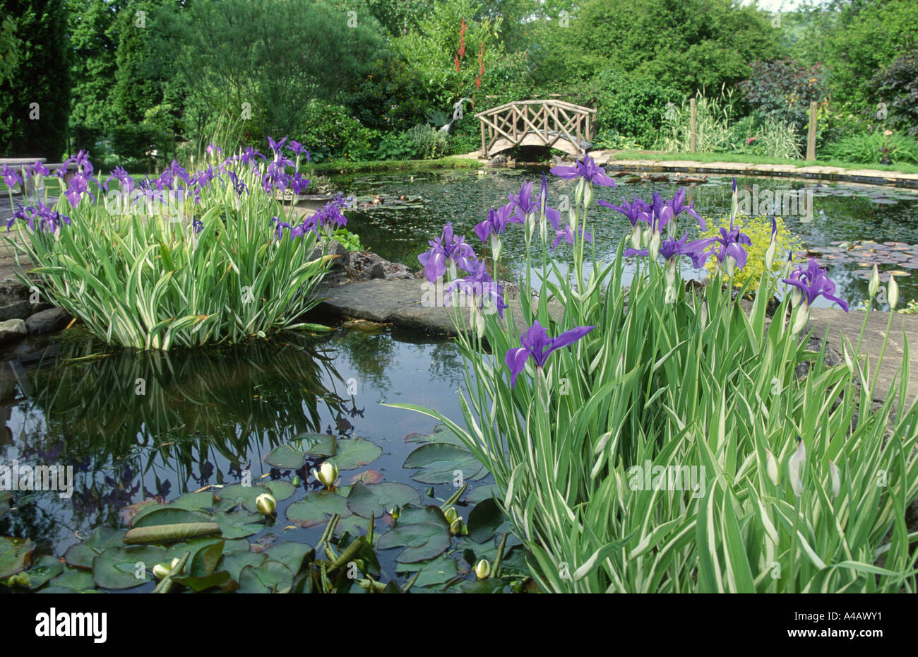 monet style water garden with wooden footbridge and japanese water iris Stock Photo
