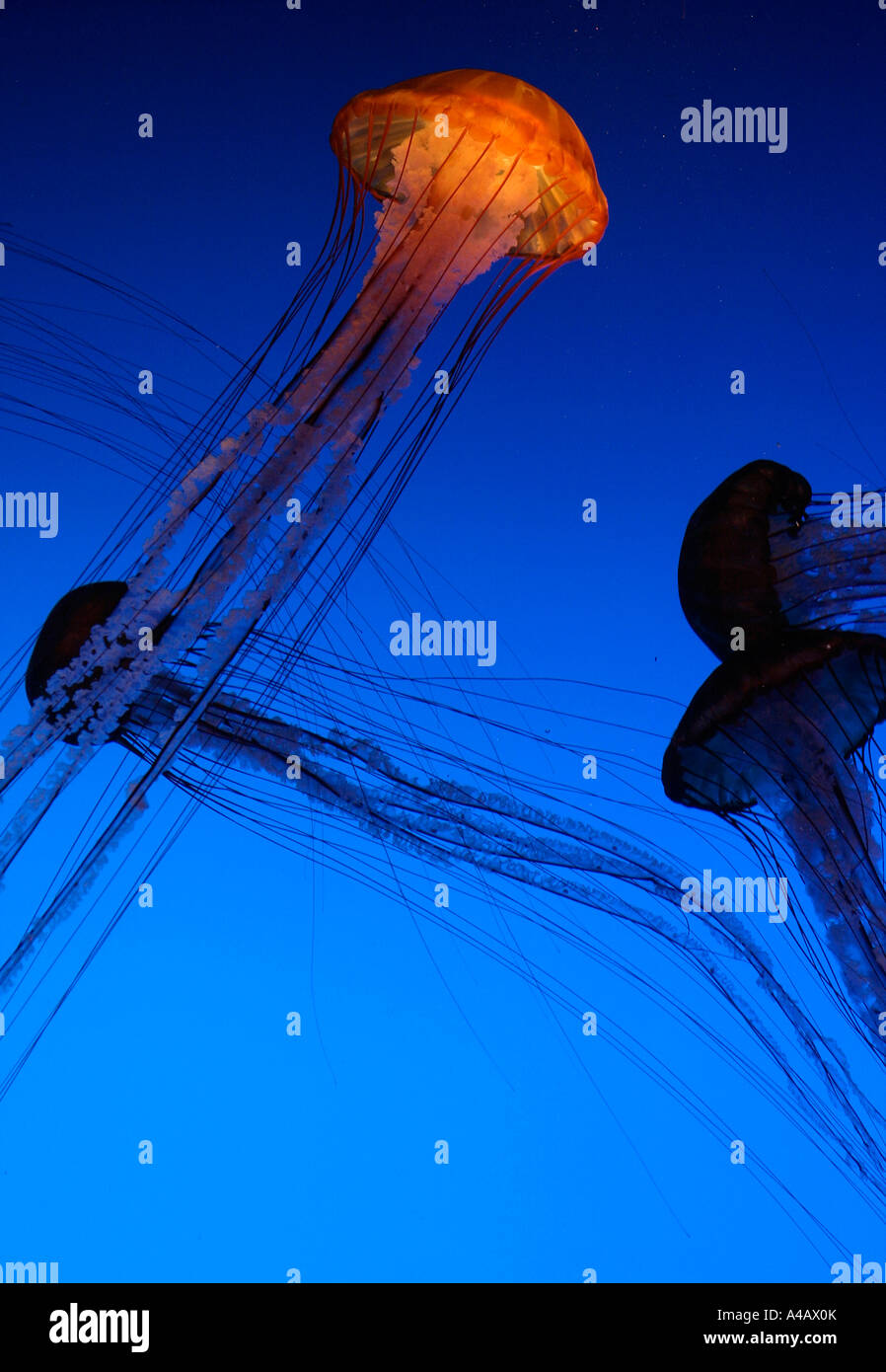 jellyfish Atlanta Aquarium USA tentaccle trail trailers Stock