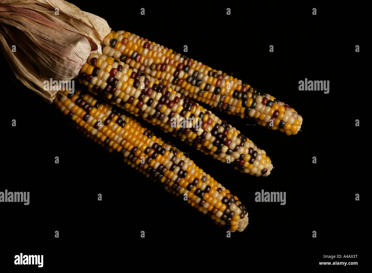 south american coloured corn on the cob vegetable Stock Photo