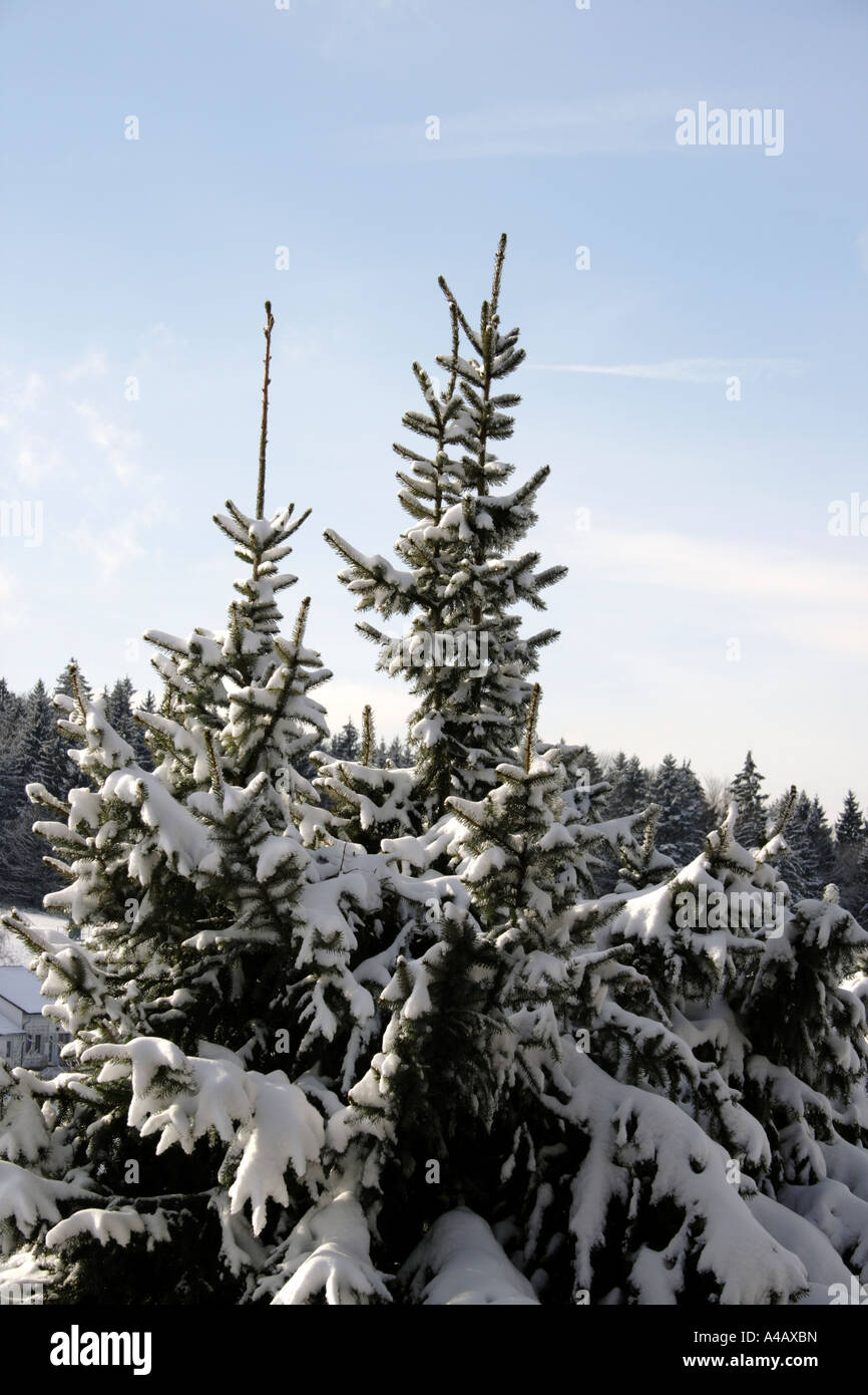 snow on fir top of  trees, Bavarian Forest, Germany, Europe. Photo by Willy Matheisl Stock Photo