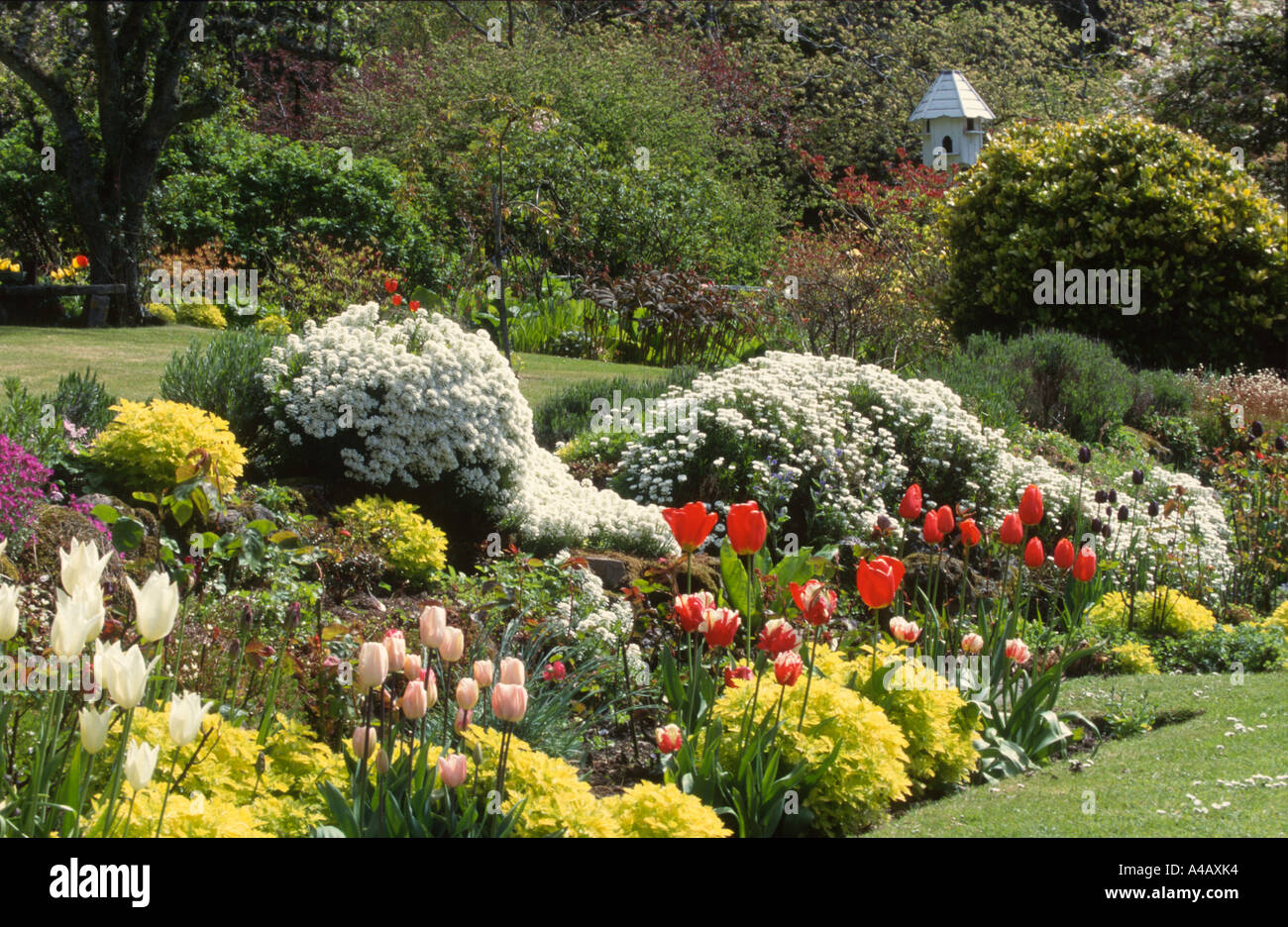 spring flower bed with varieties of tulips Stock Photo - Alamy
