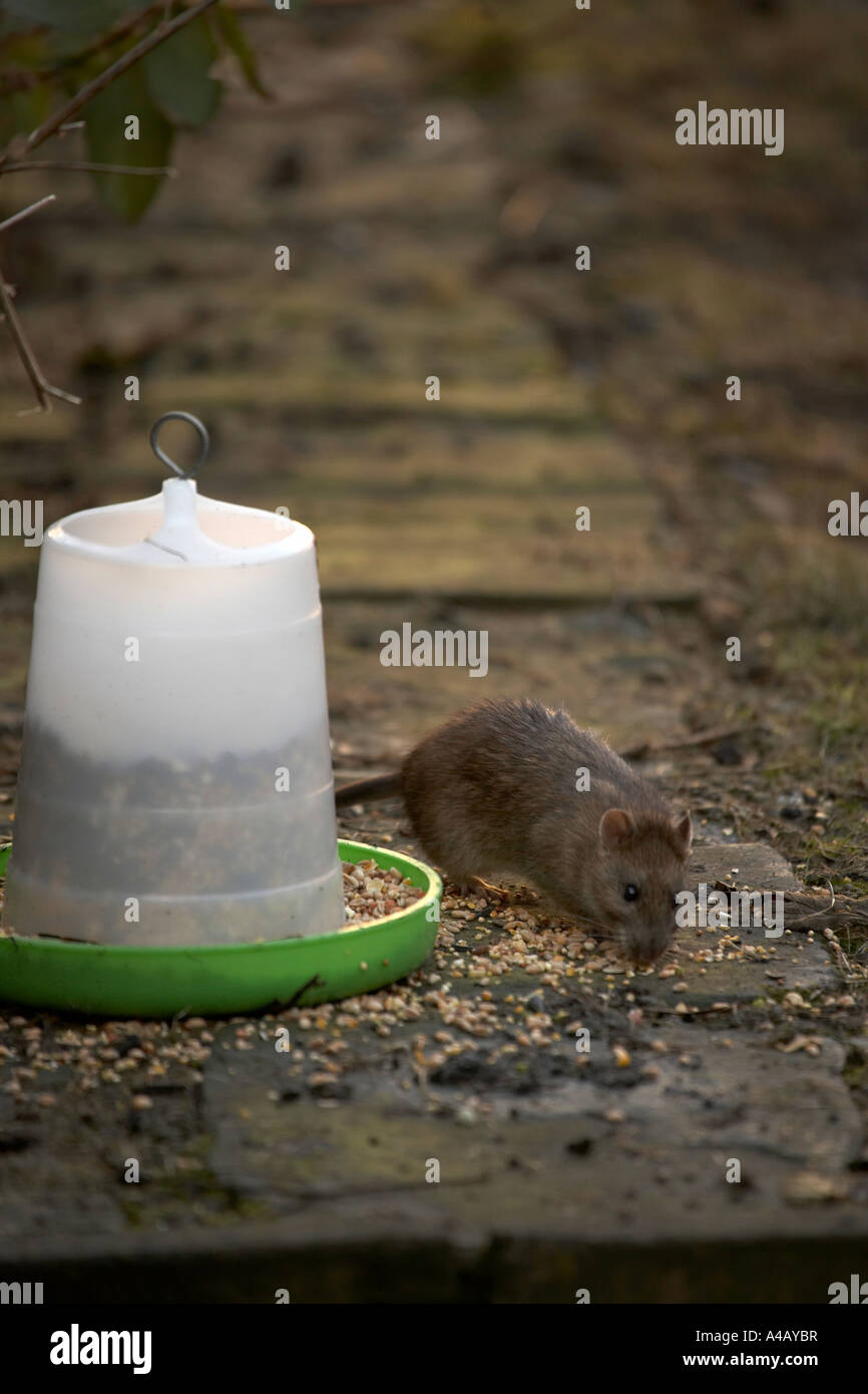 Brown rat Rattus norvegicus eating from a chicken food dispenser Stock