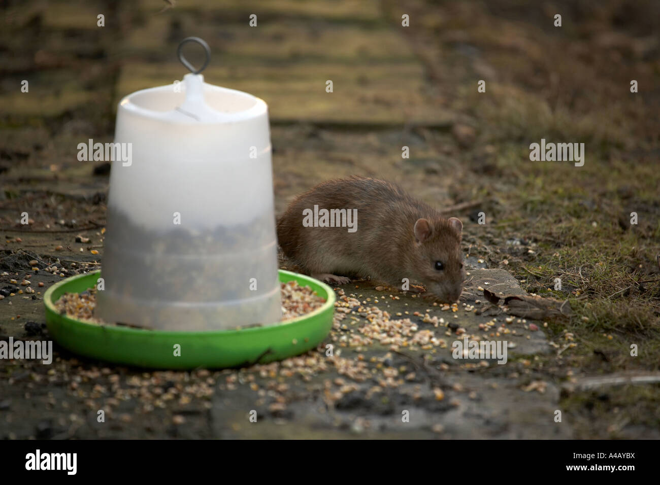 Brown rat Rattus norvegicus eating from a chicken food dispenser Stock