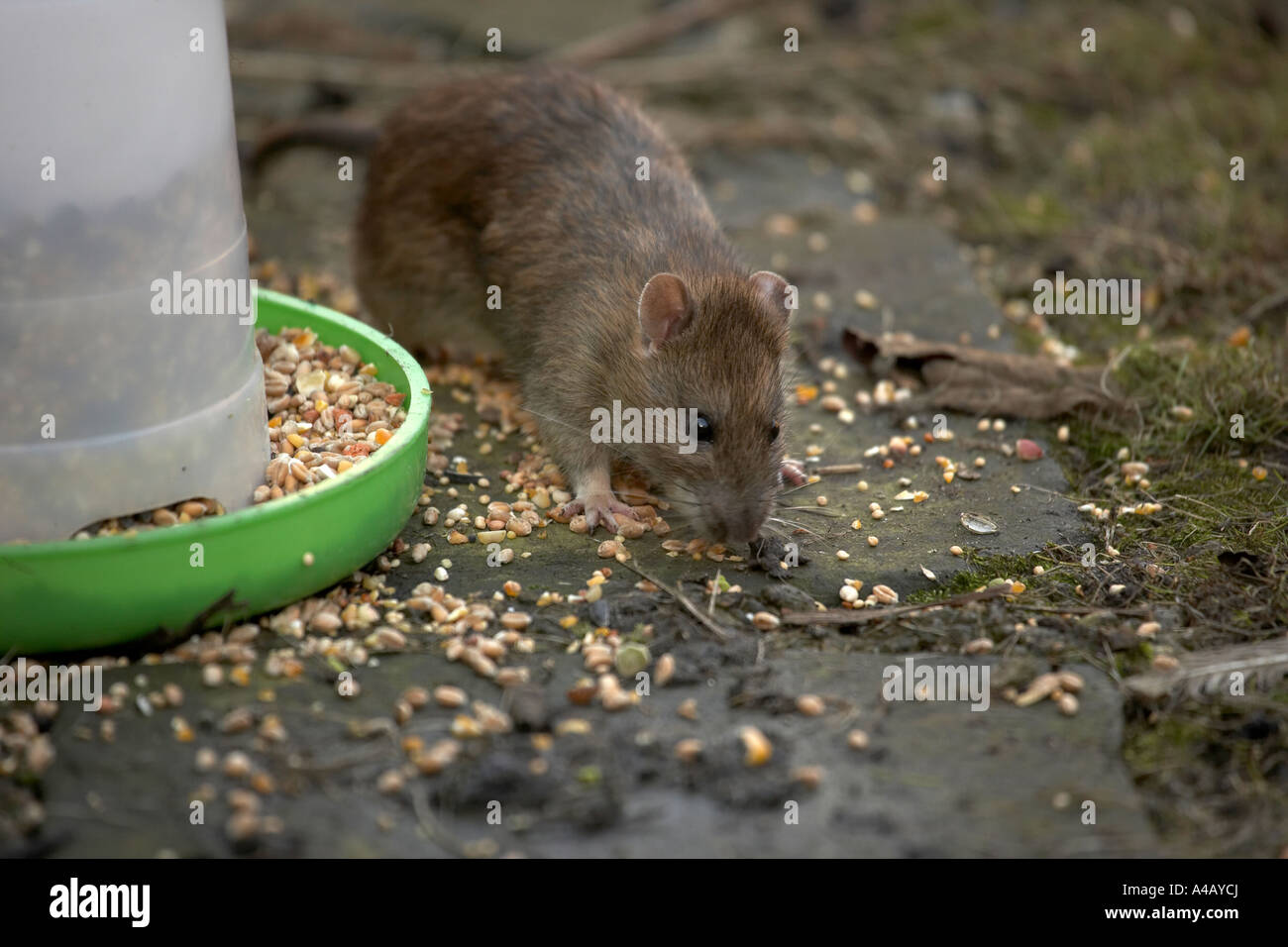 Weils disease hi-res stock photography and images - Alamy