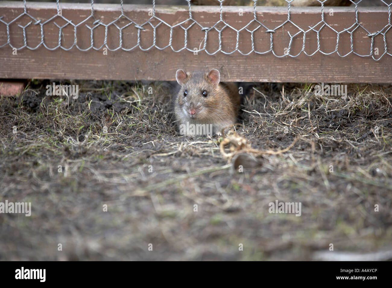 Brown rat Rattus norvegicus a widespread pest under a chicken coop run Introduced to Britain in
