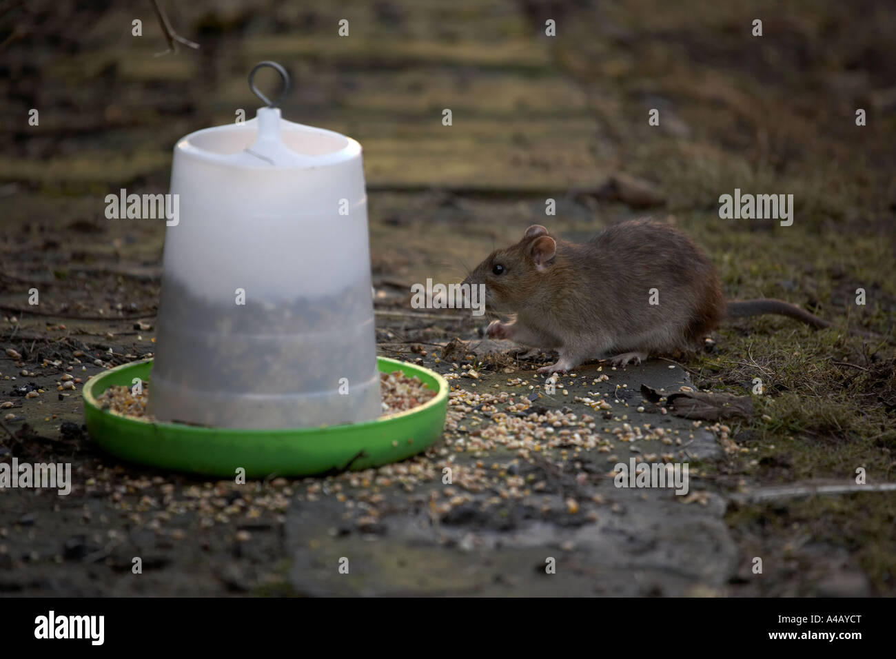 Brown rat Rattus norvegicus eating from a chicken food dispenser Stock