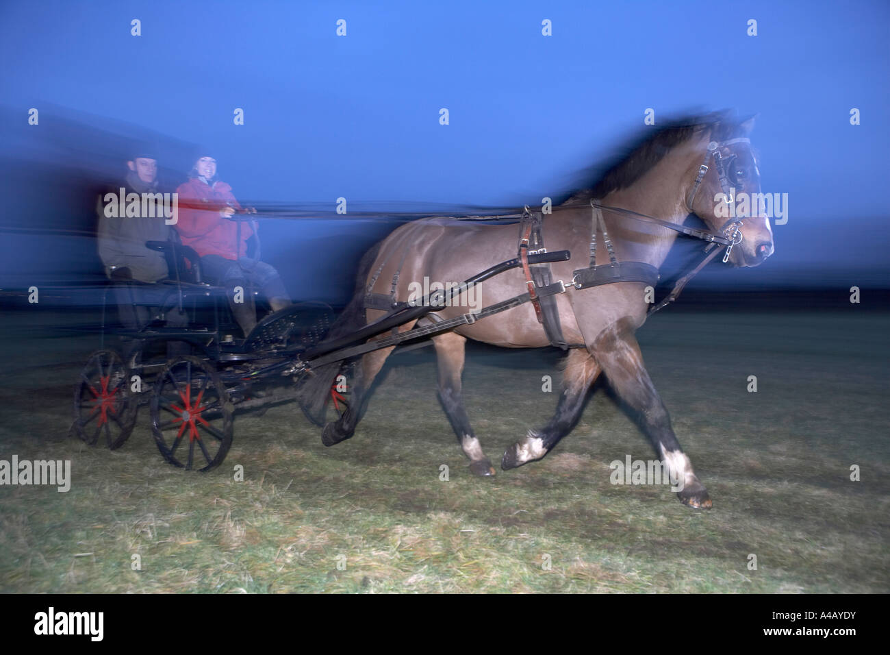 Carriage driving Yorkshire England UK Fast action horse drawn carriage