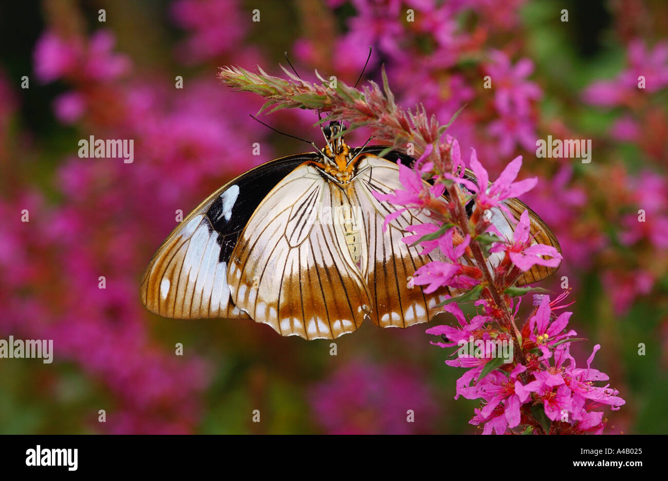 Female Papilio dardanus butterfly feeding from flower Stock Photo