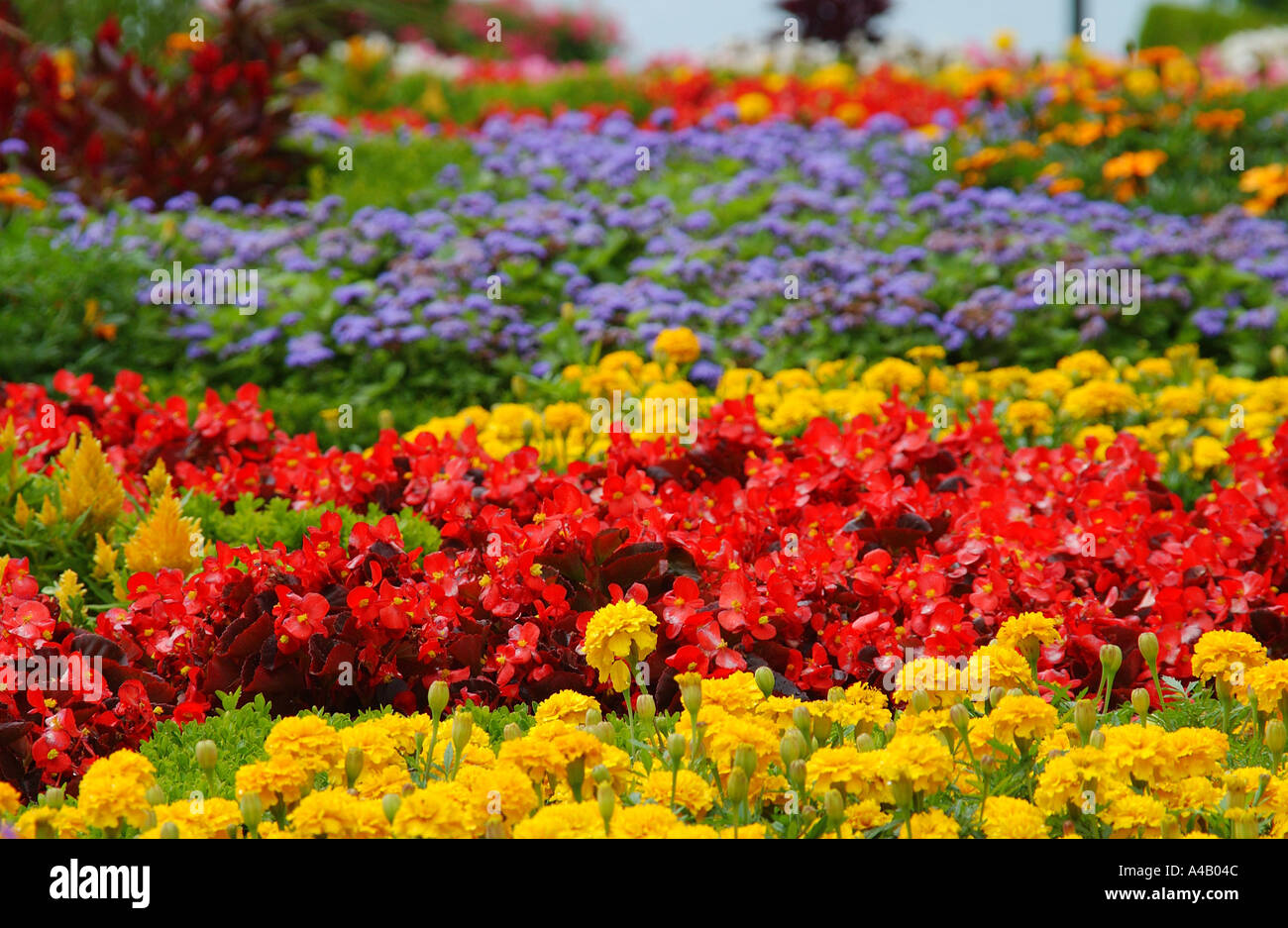 Formal flower beds hi-res stock photography and images - Alamy