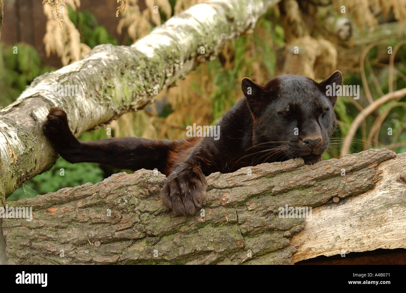 Black panther tree hi-res stock photography and images - Alamy