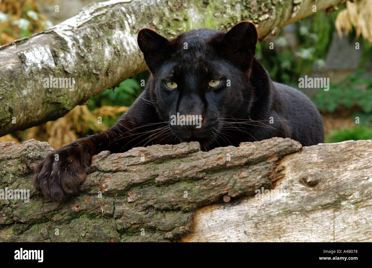 Black panther tree hi-res stock photography and images - Alamy