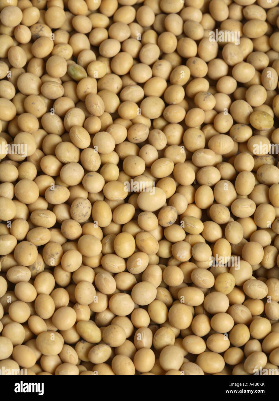 Soy Beans Dried Stock Photo Alamy