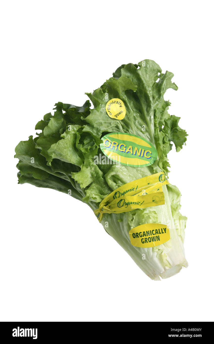 Lettuce covered with Organic Labels cut out on white background Stock Photo