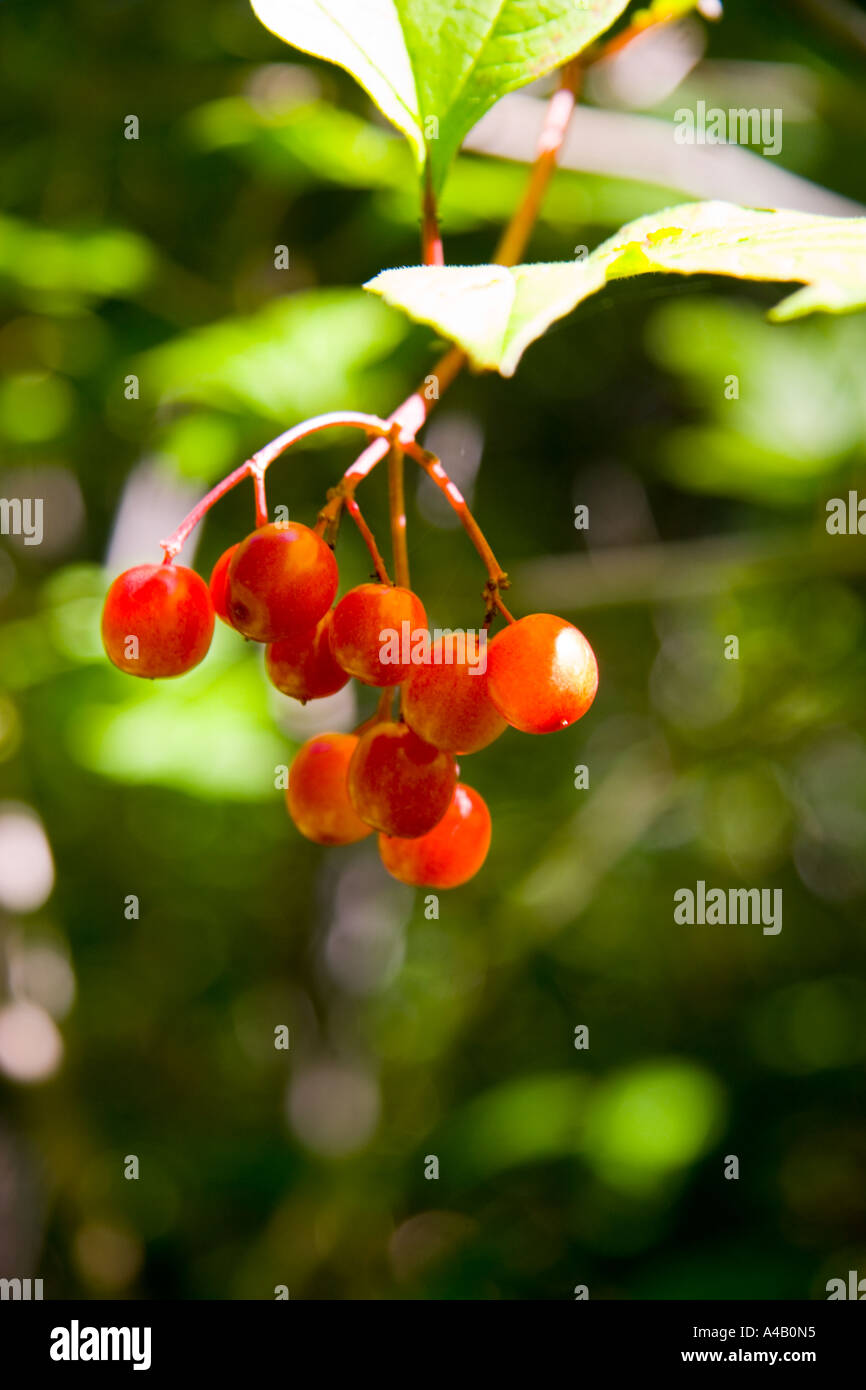 Wild Berries 1 Stock Photo Alamy