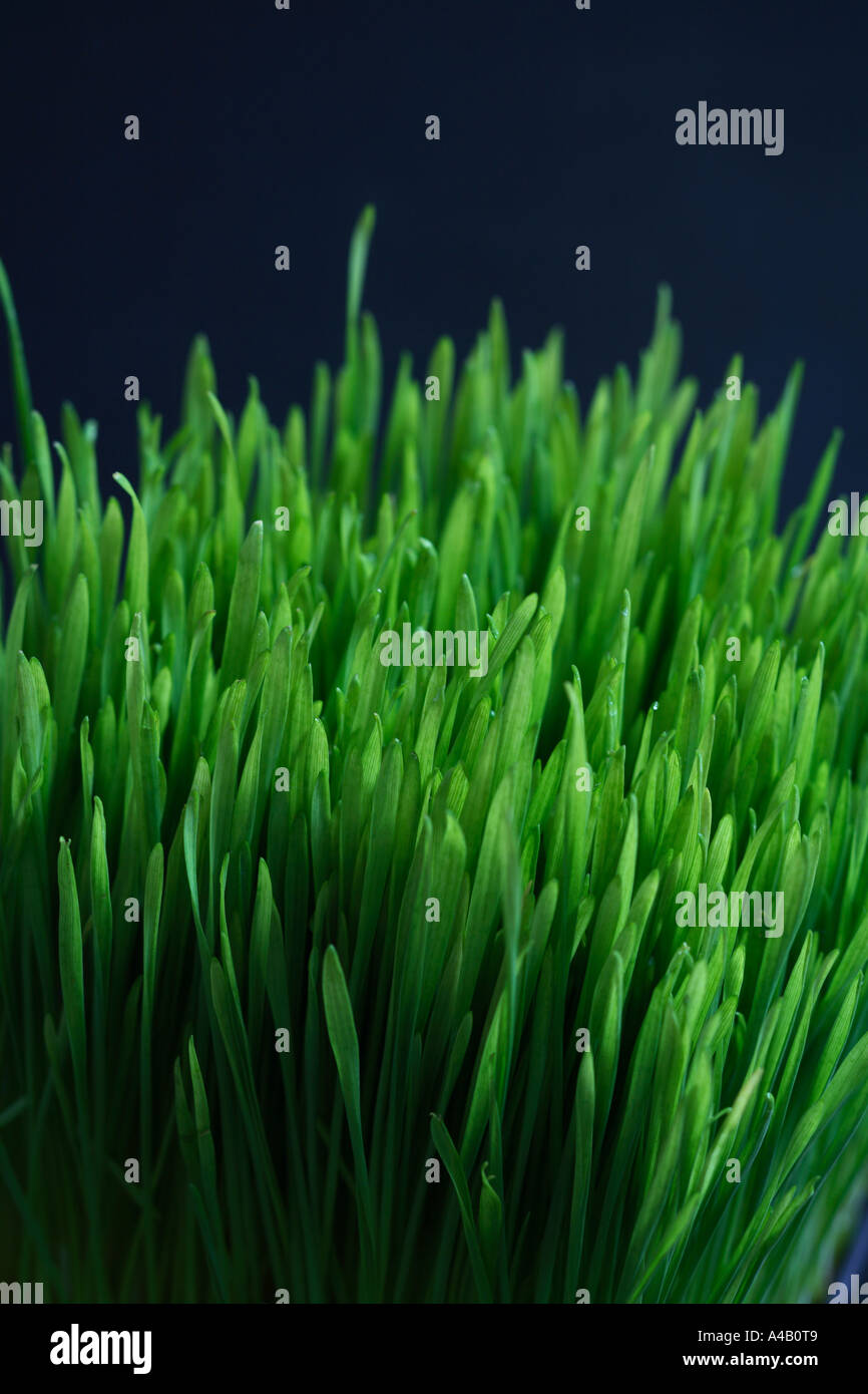 Wheat grass vegetable juice hi-res stock photography and images - Page 3 -  Alamy