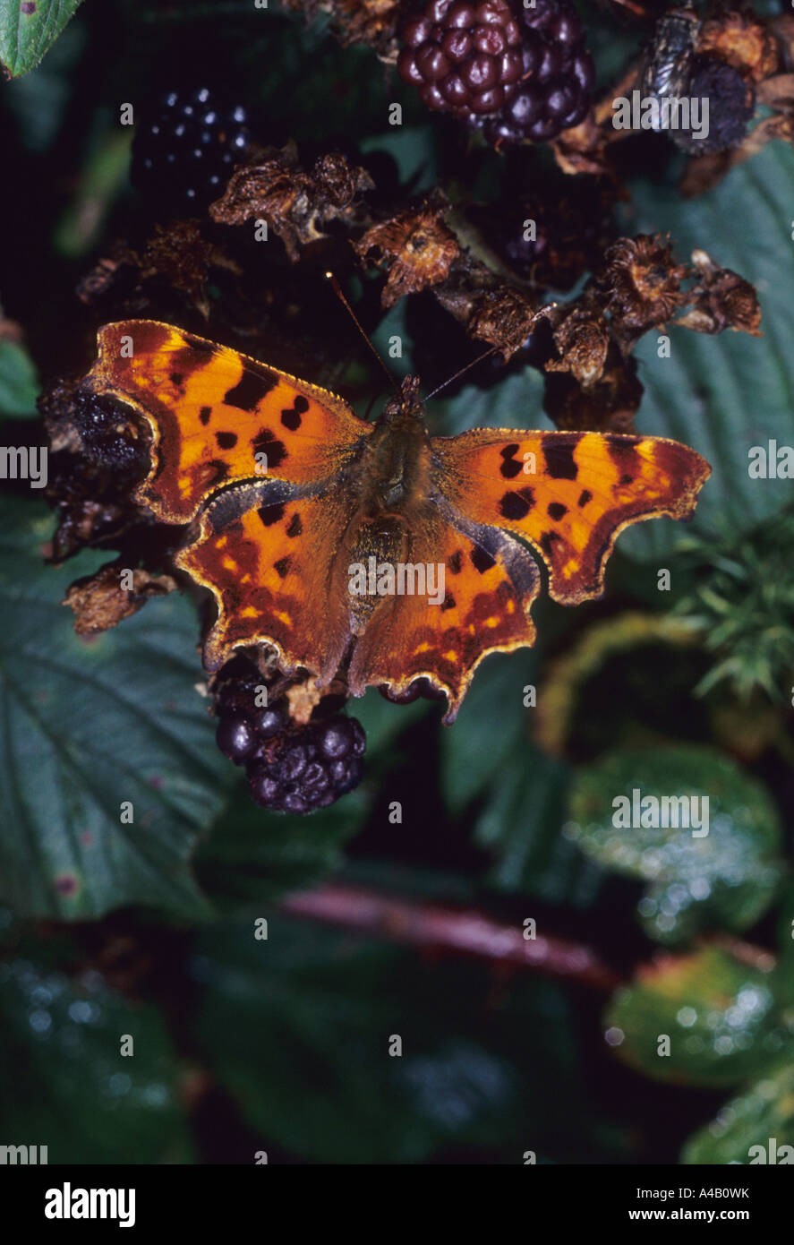 Comma Uk Insect Comma (Polygonia c-album) in the uk Stock Photo - Alamy