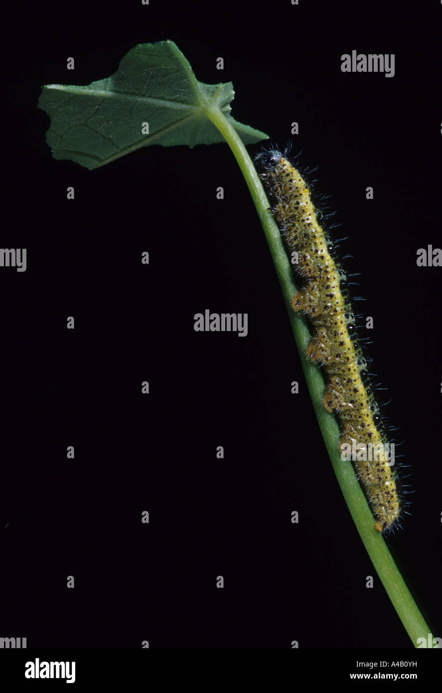 Large White Butterfly Caterpillar (Pieris brassicae) in the uk Stock