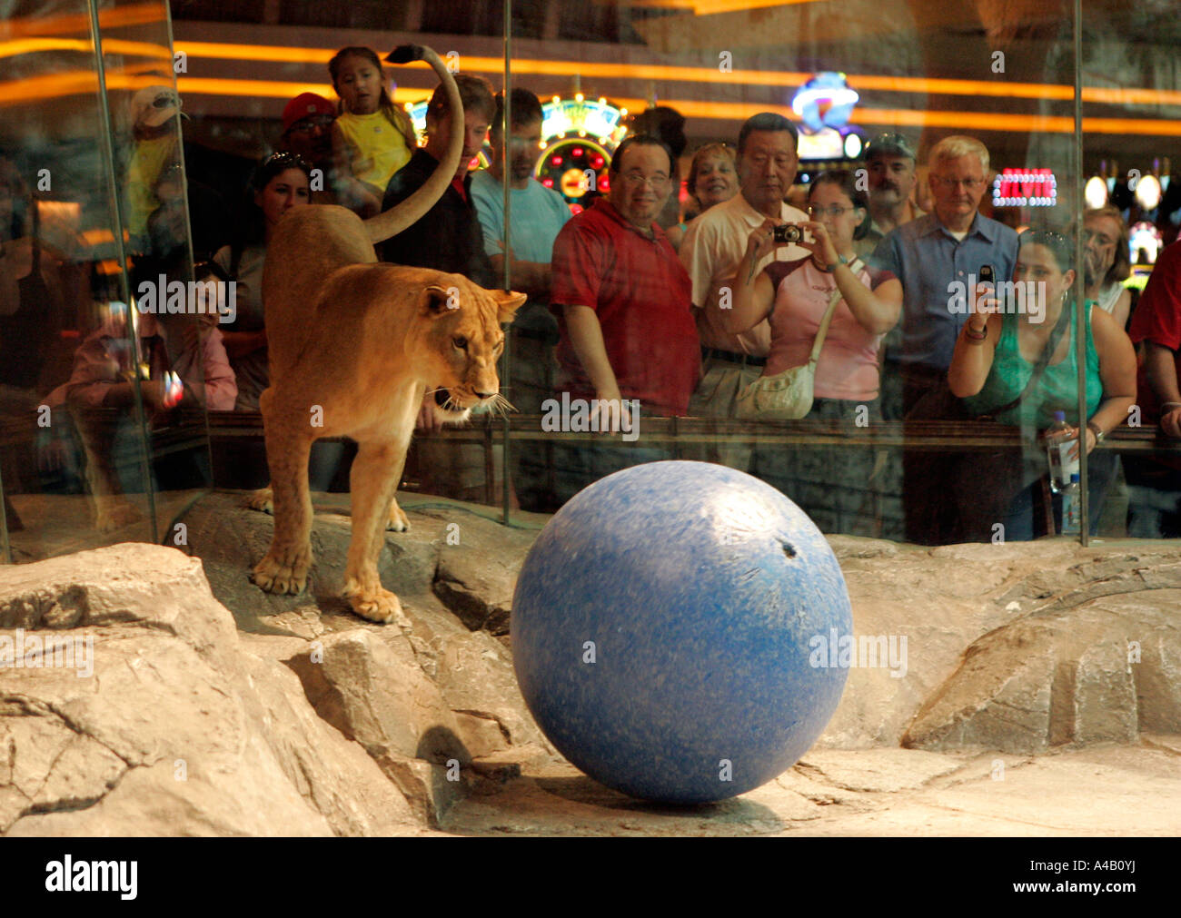 US 20050908 LAS VEGAS A lion at Hotel MGM Grand in Las Vegas PHOTO GERRIT DE HEUS Stock Photo