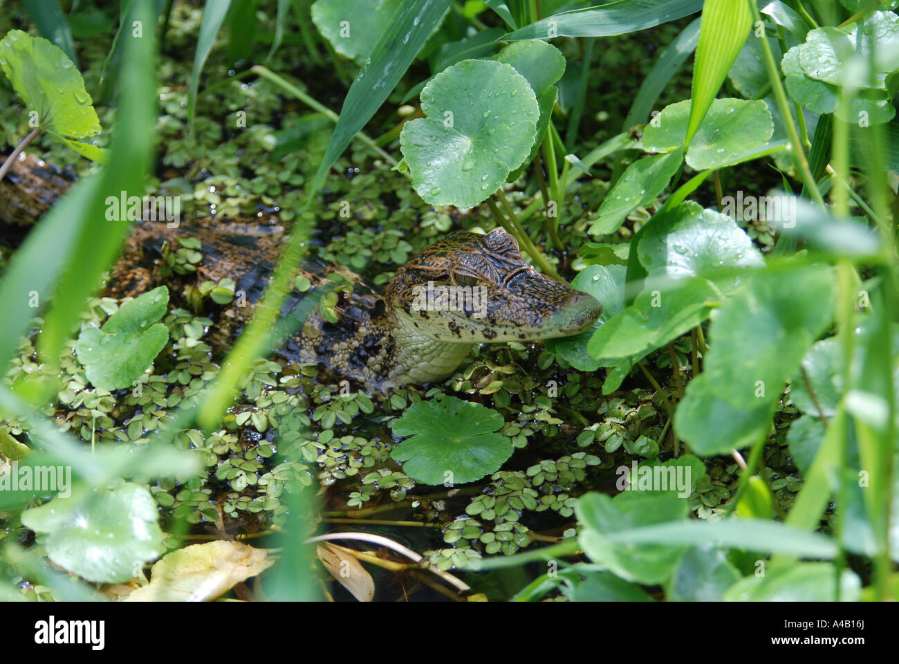 Young baby Spectacled Caiman Caiman crocodilus hinding in waterplants Tortuguero National Park Caribbean cost Costa Rica Stock Photo