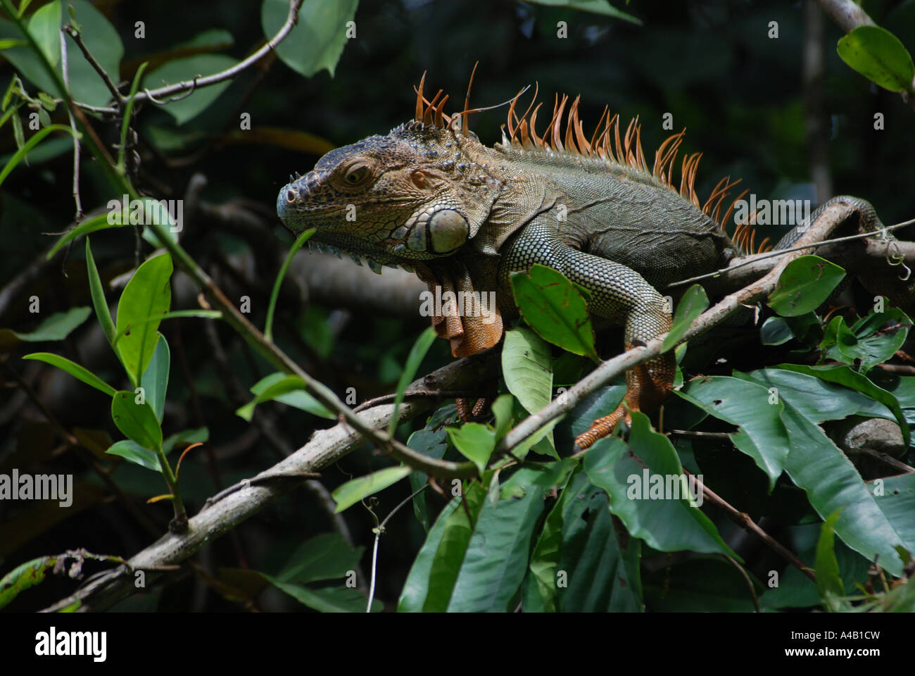 Green Iguana Iguana iguana in tree leaves Tortuguero National Park ...