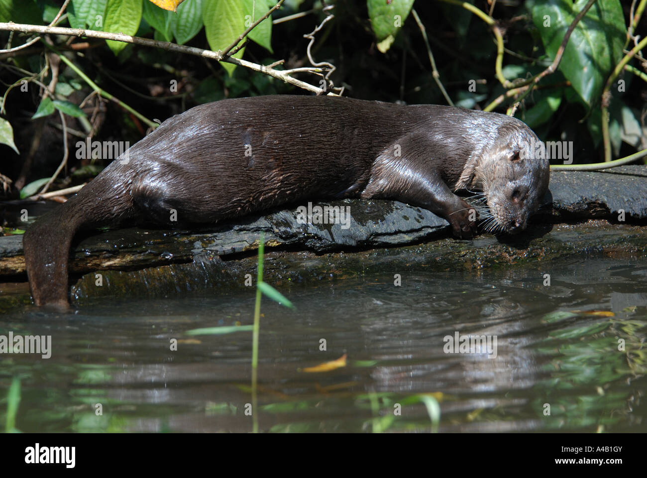 Neotropical Otter Lontra longicaudis Tortuguero National Park Caribbean ...