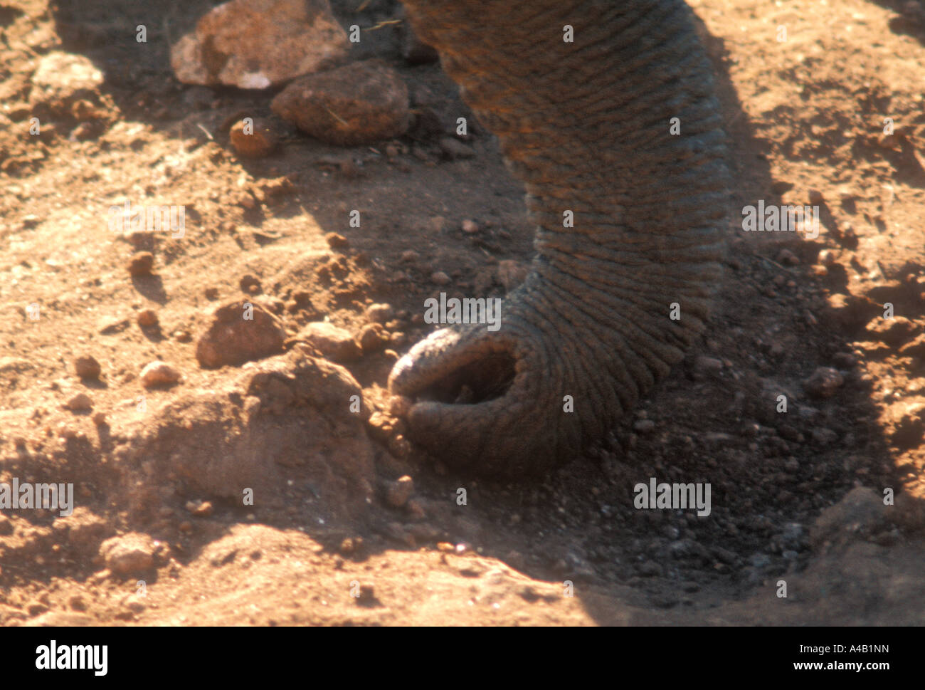 Close up of elephant s trunk grasping a piece of rock salt at a salt lick Tsavo West National Park Kenya East Africa Stock Photo