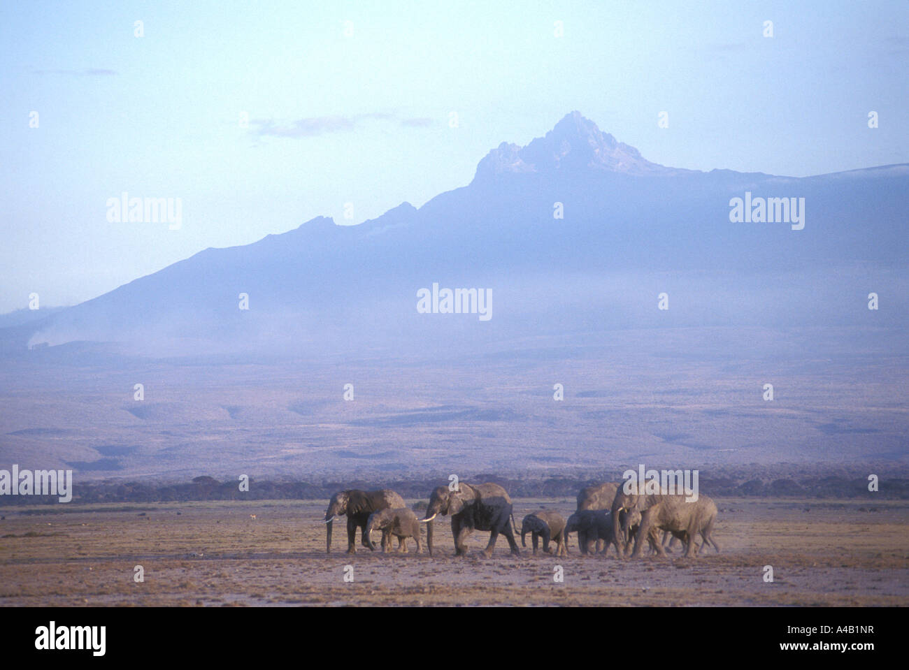 Elephant herd of females and calves with the peak of Mawenzi Amboseli National Park Kenya Stock Photo