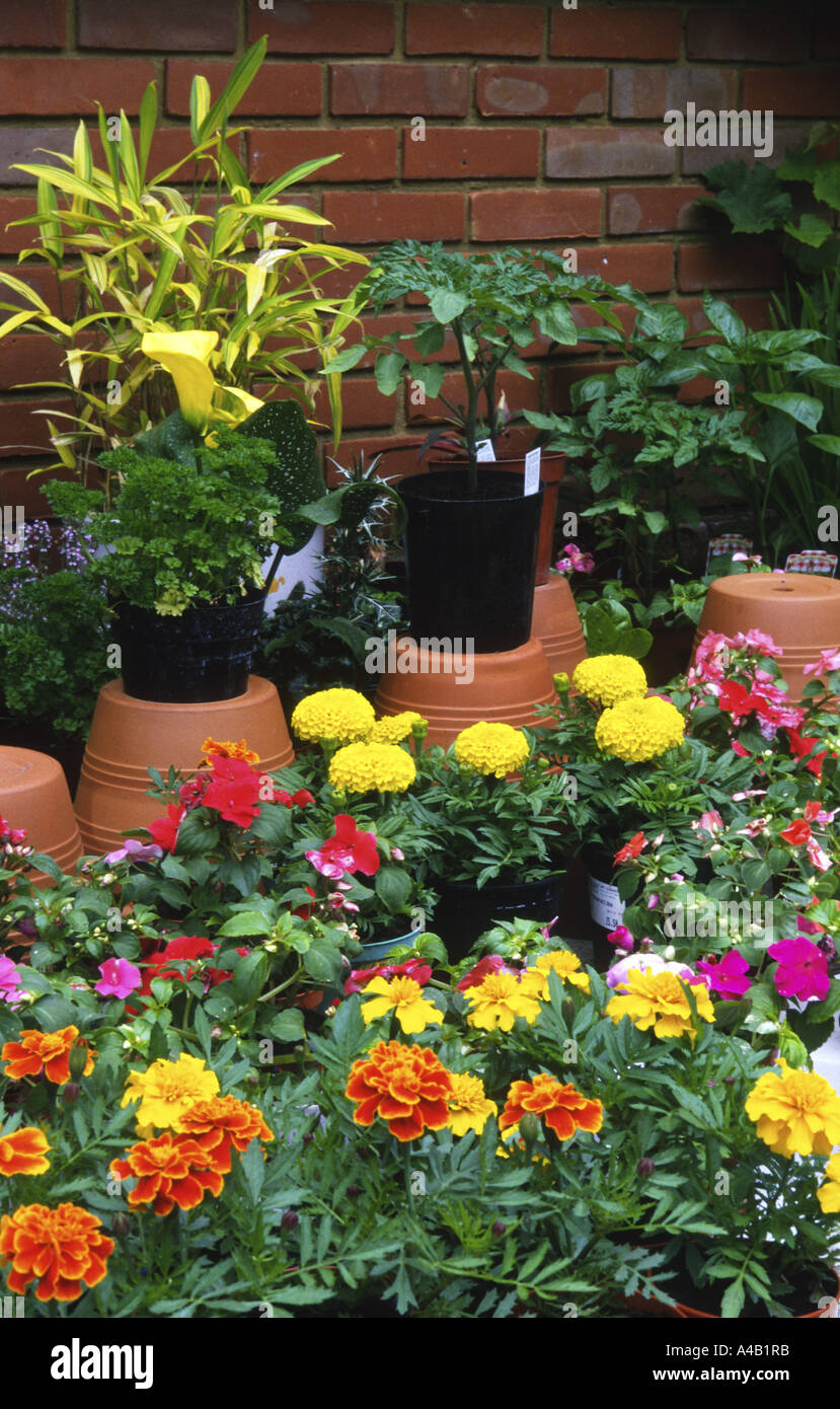garden bedding plants including french marigolds coleus and fucshia