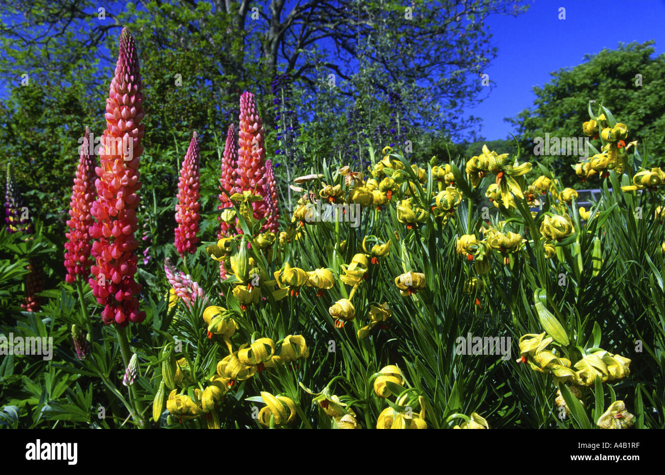Pyrenean Lily Lilium pyrenicum growing with lupin Stock Photo