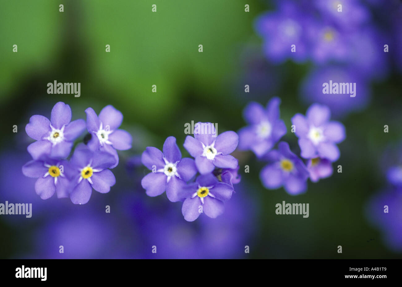 flower of forget me not Myosotis Stock Photo
