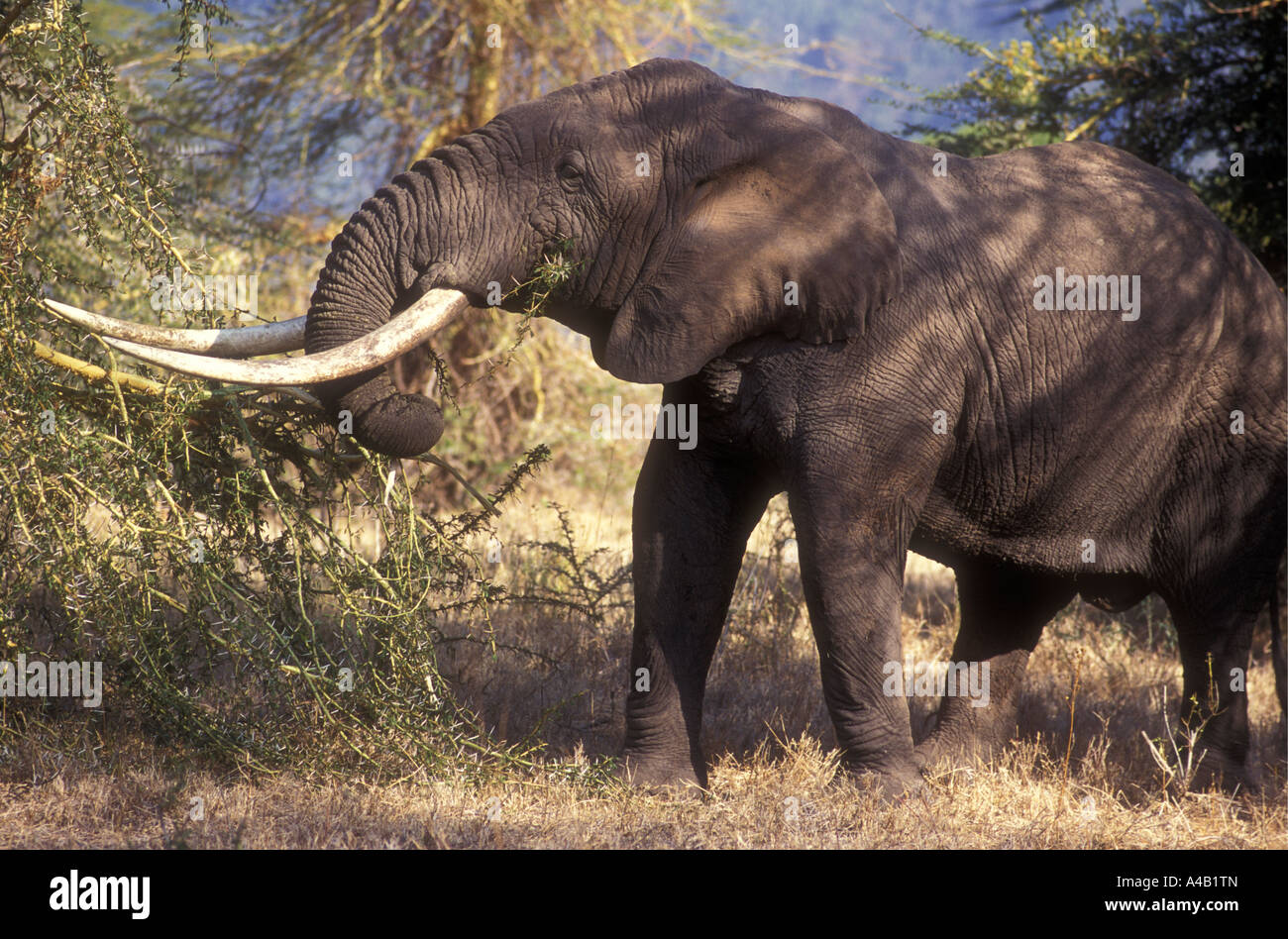 Elephant eating Yellow barked Acacia tree Ngorongoro Crater Tanzania East Africa Stock Photo