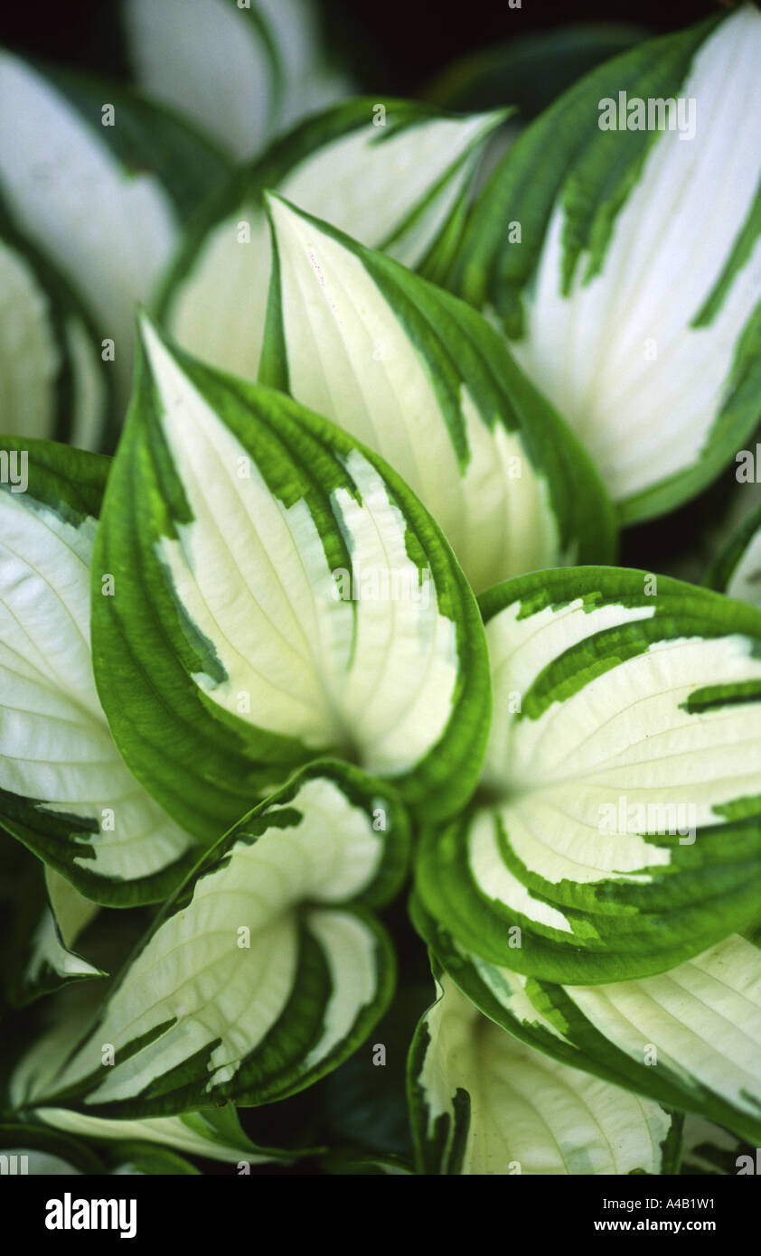 variegated hosta leaves Stock Photo