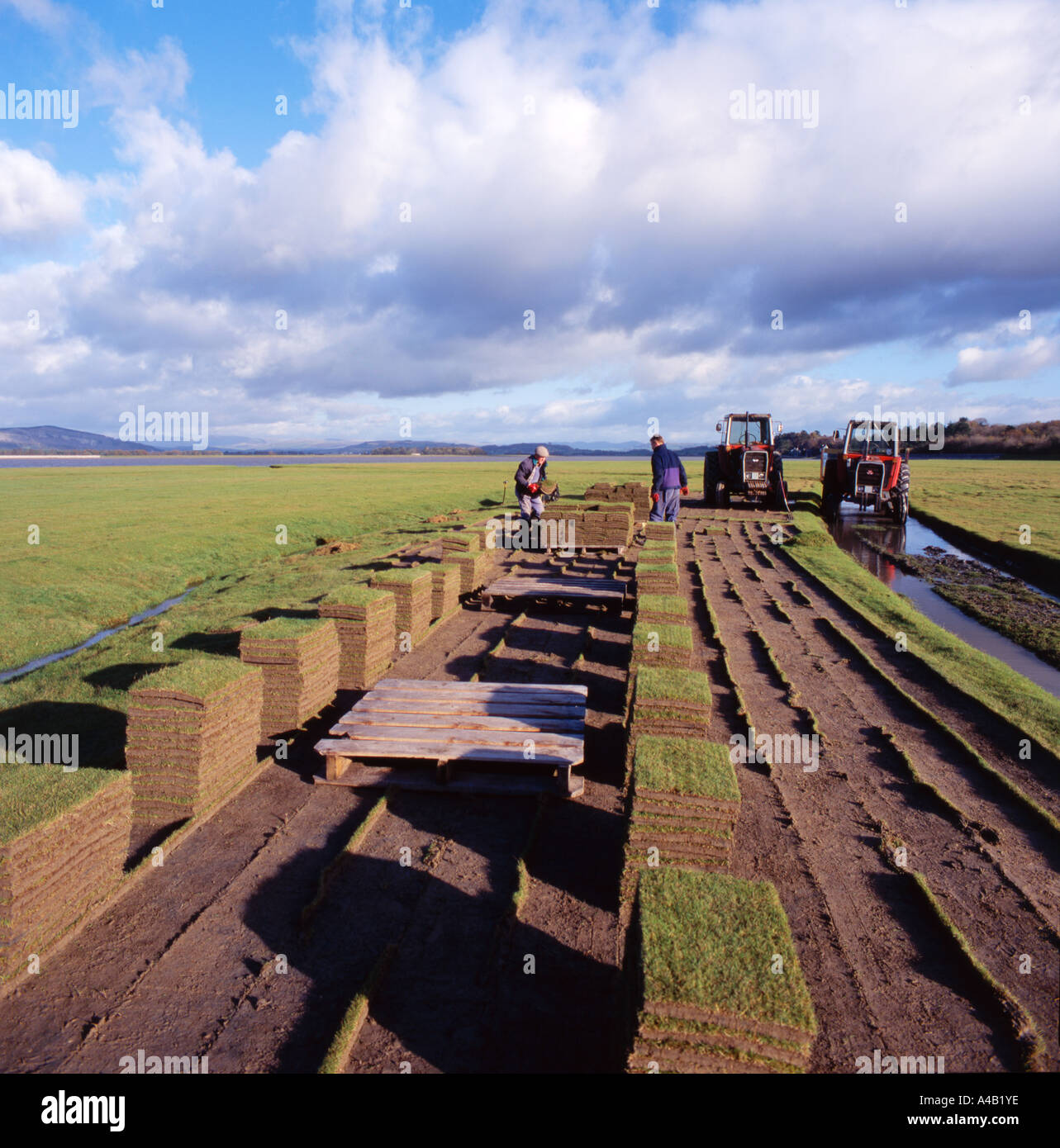 turf cutters working with sea washed turf on Morecambe Bay Lancashire Stock Photo