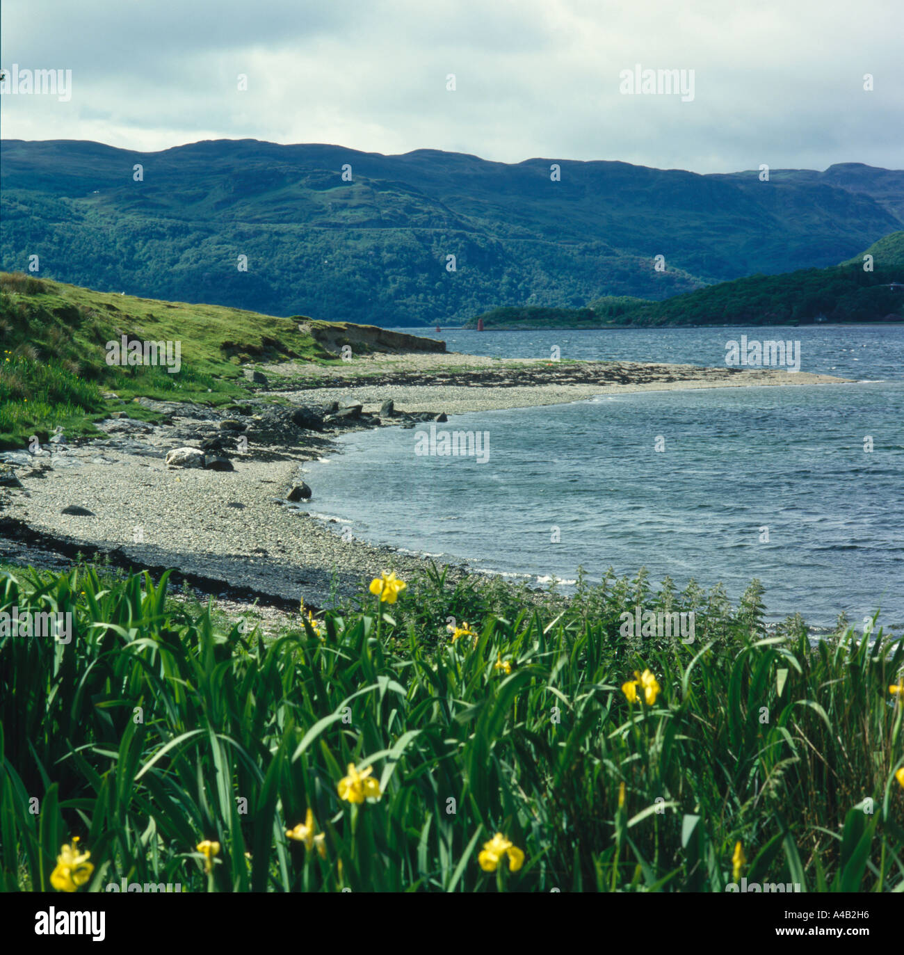 sea harbour on the Isle of Bute with Yellow Flag Iris growing in the foreground Stock Photo