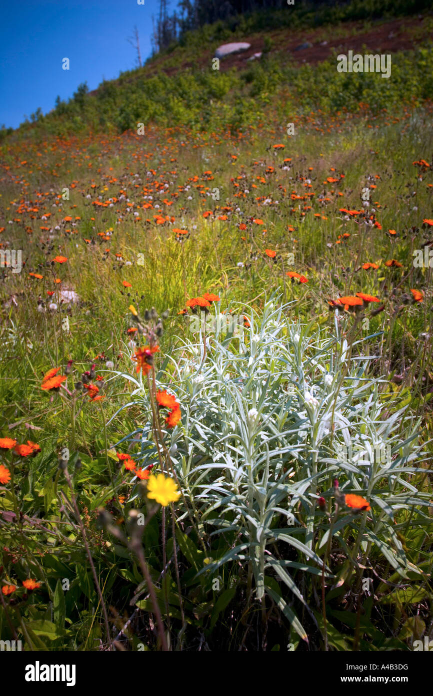 Wildflowers in quebec hires stock photography and images Alamy