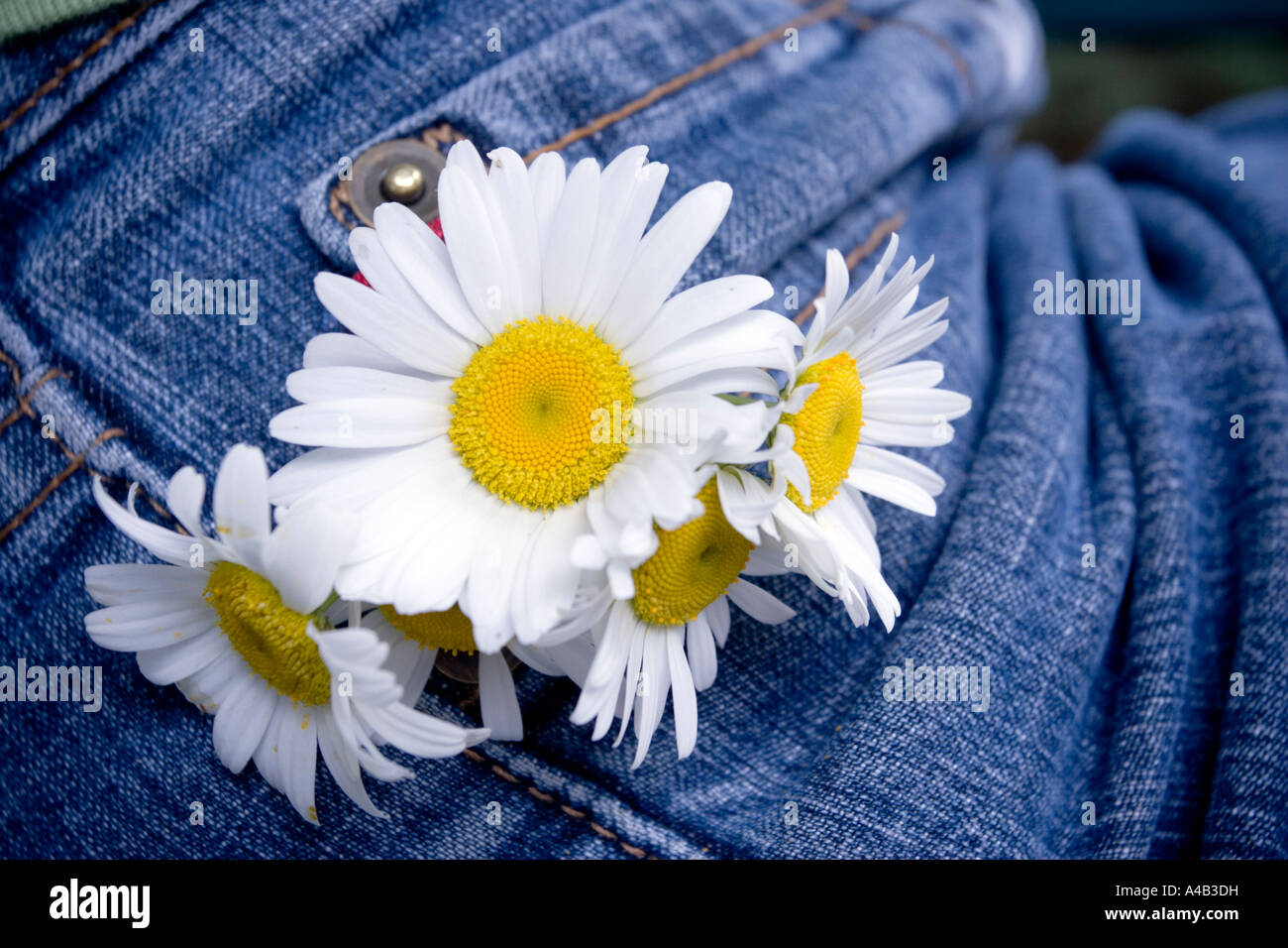 Daisy daisies pocket flowers High 