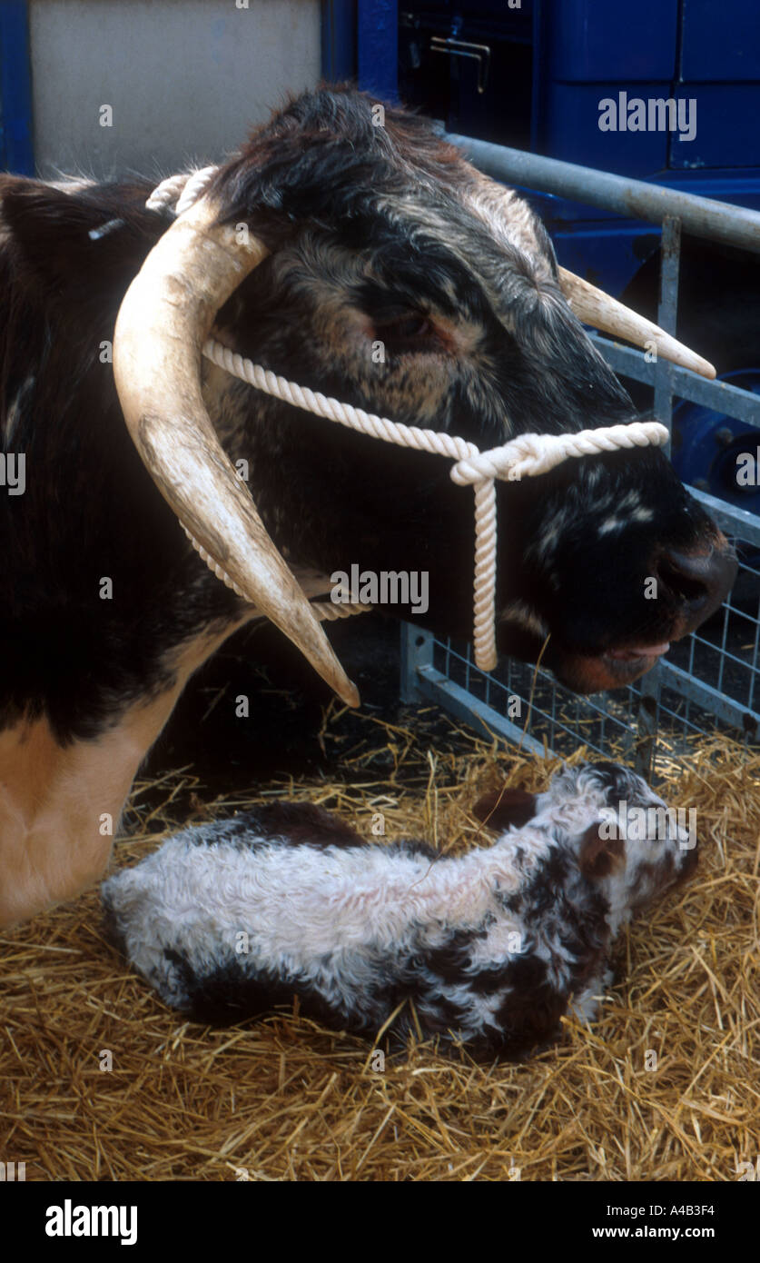 English longhorn cow and calf Stock Photo Alamy