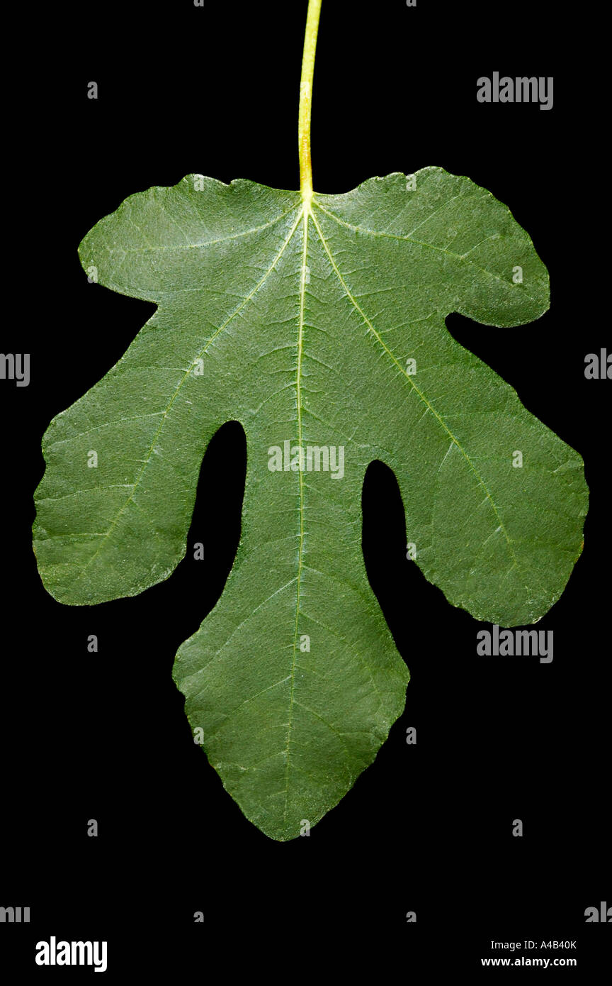 Fig tree leaf Stock Photo - Alamy