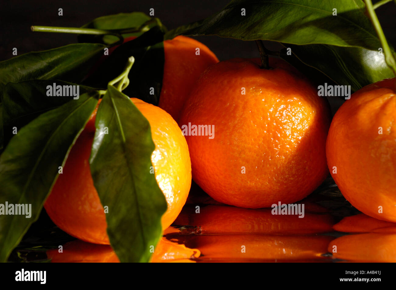 Juicy appetizing tangerines Stock Photo