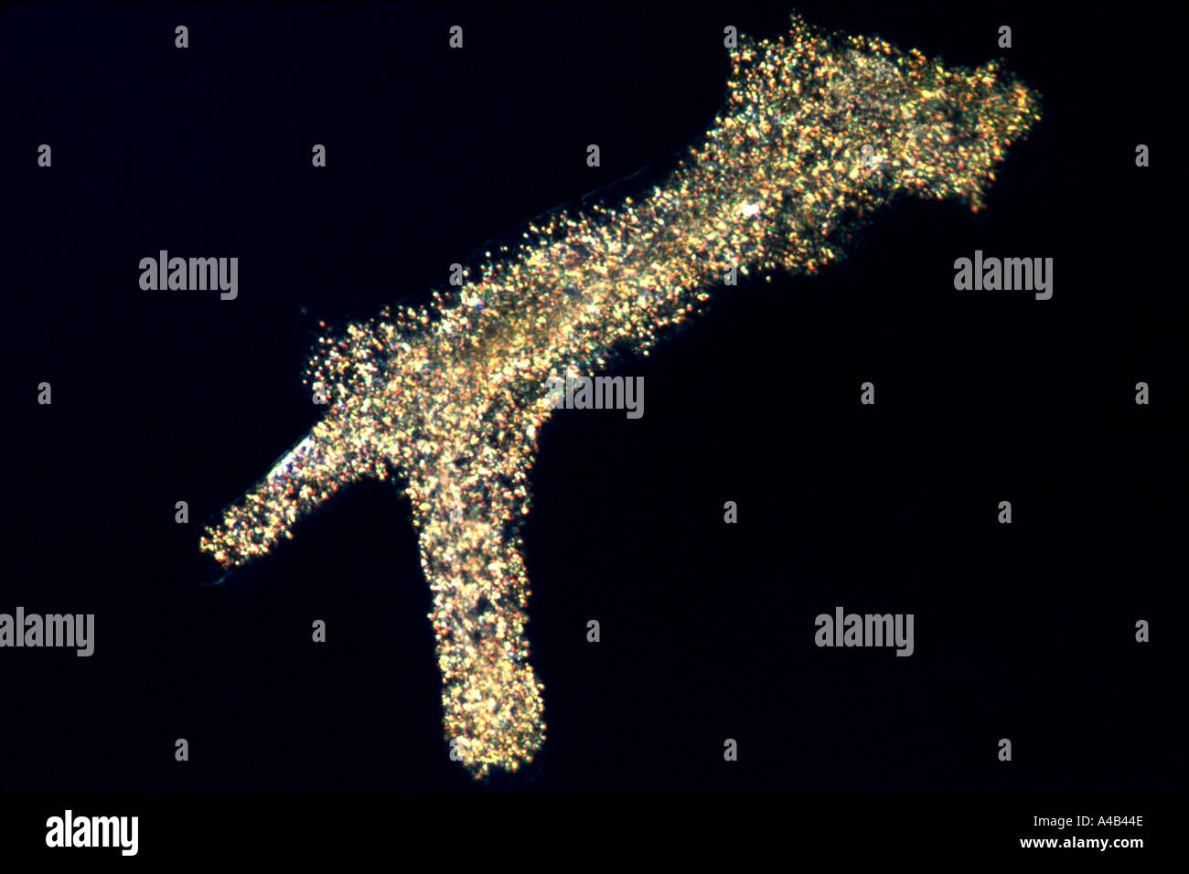 Photomicrograph of living ameba Stock Photo