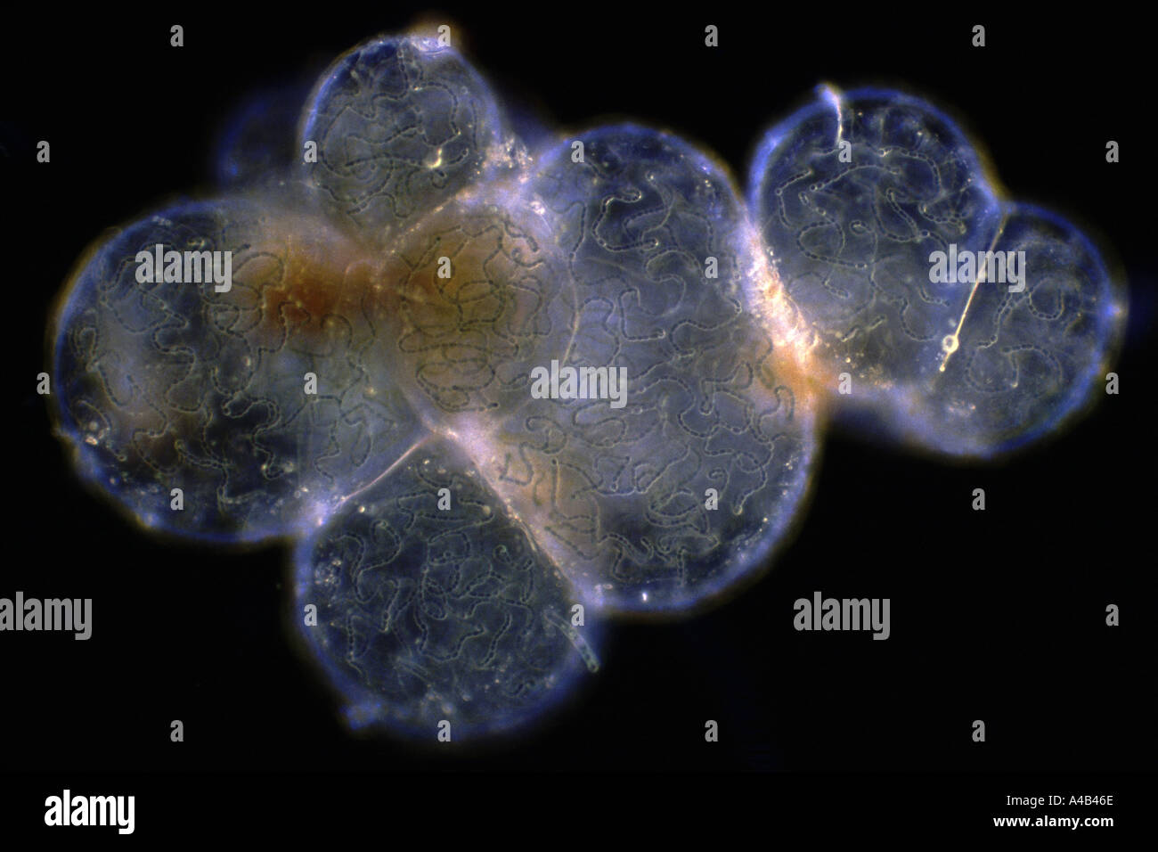 Photomicrograph of nostoc form of blue green algae Stock Photo Alamy