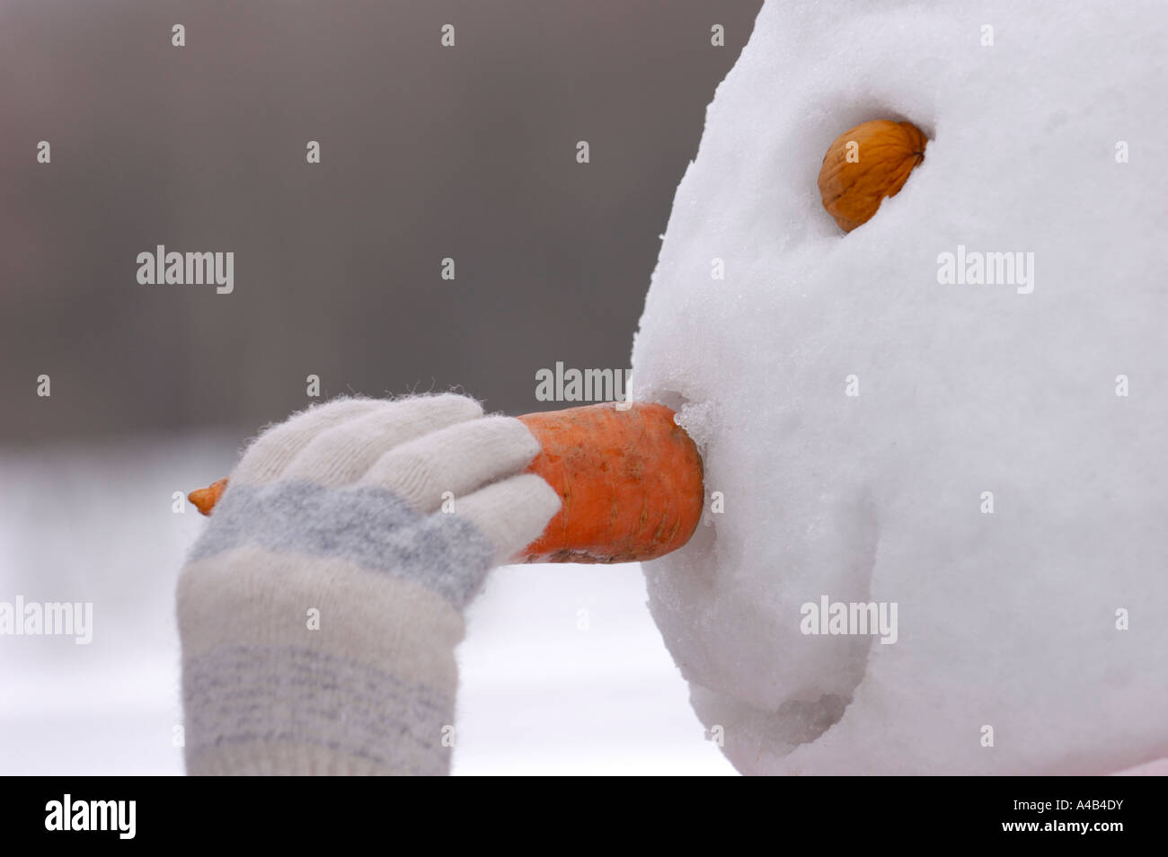 Making Snowman Nose Stock Photo Alamy